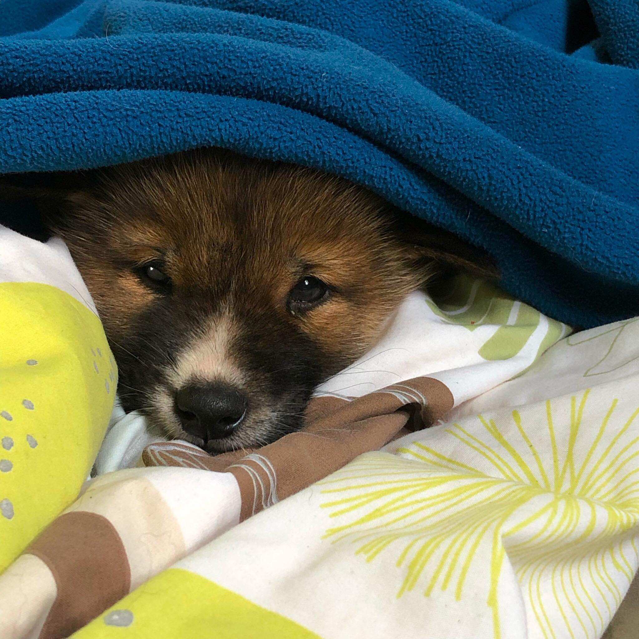 Purebred dingo pup that dropped from the air into a backyard garden