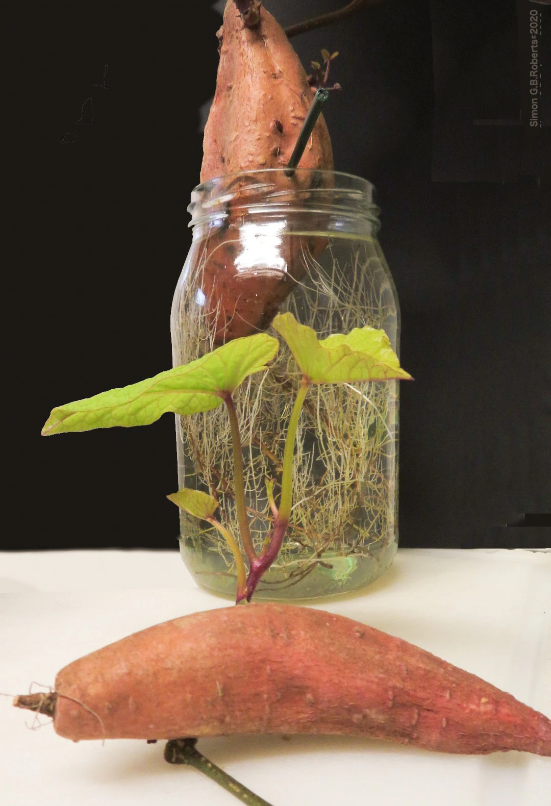 How to grow sweet potatoes in water at home ABC Everyday