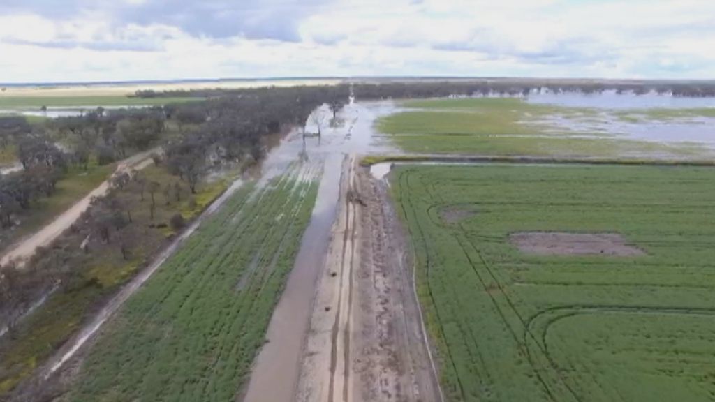 MurrayDarling Basin Goondiwindi cotton farm raided over alleged
