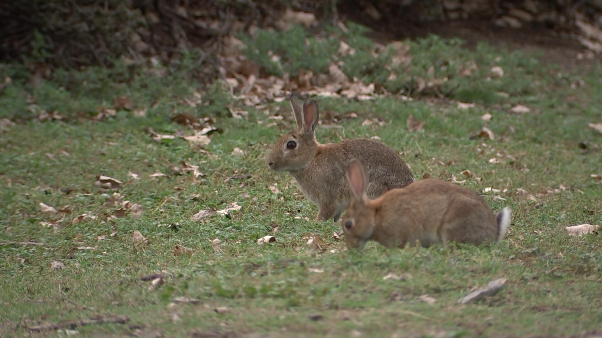 Shooters called in as rabbits plague Parliament House in