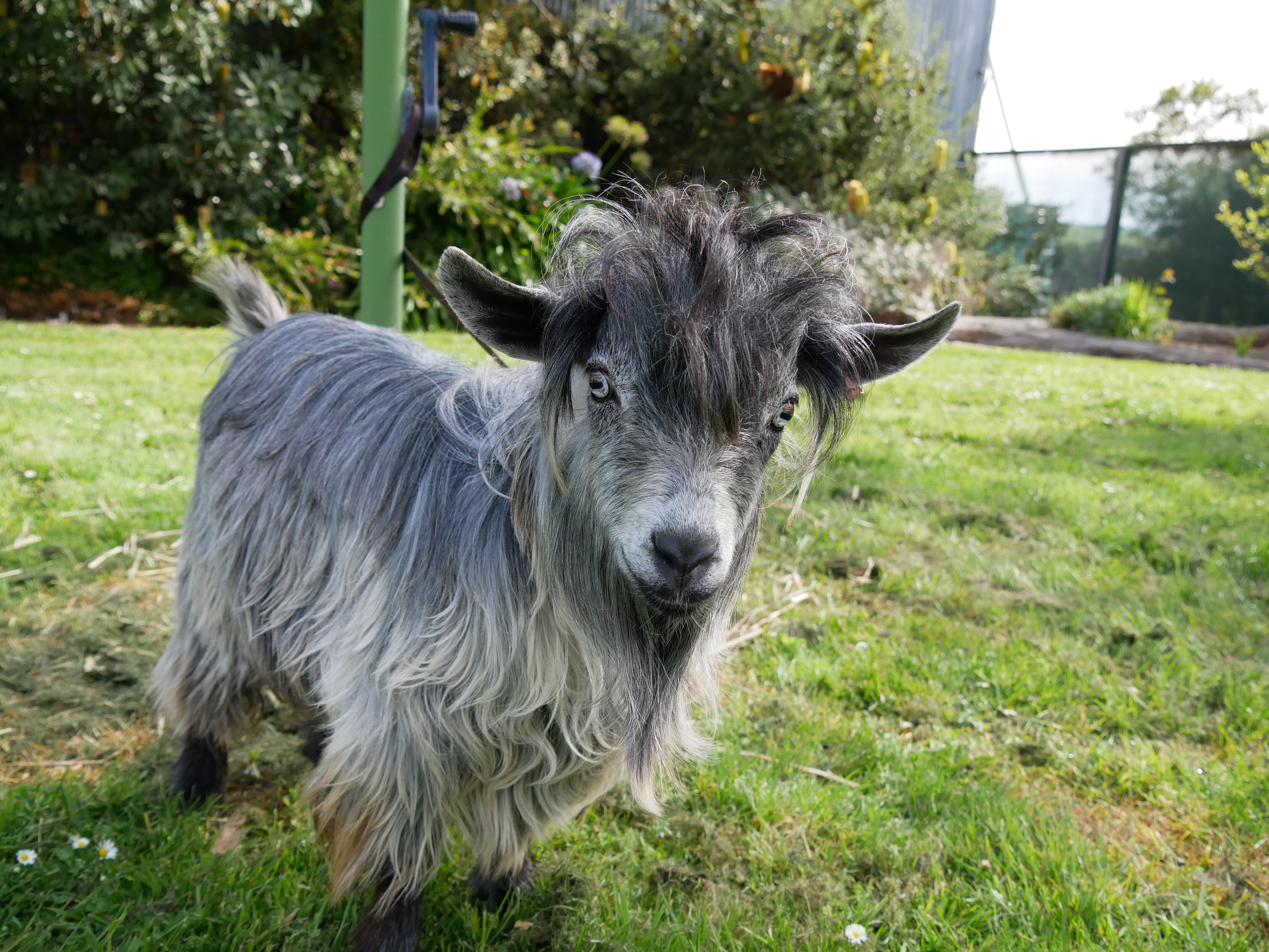 pygmy goats for sale australia Rusty Yoder