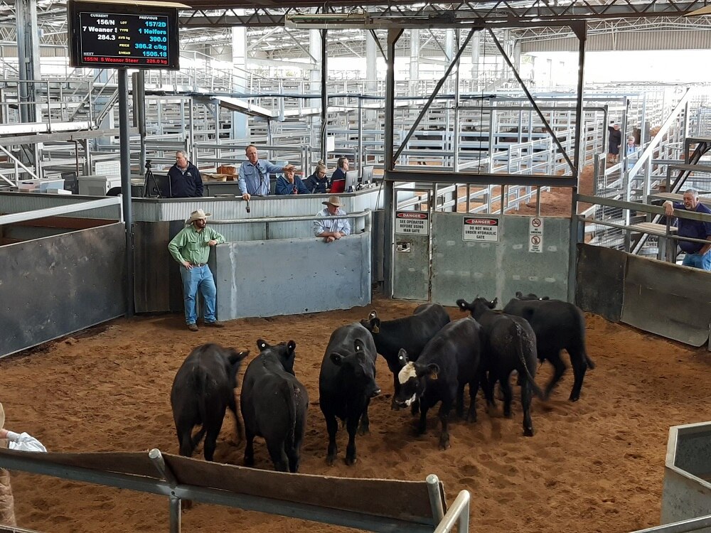 COVID19 restrictions on livestock saleyards forces the industry to