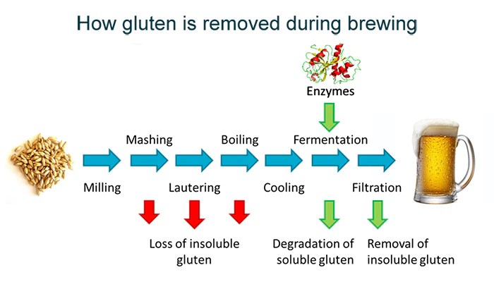 How Much Gluten Is In Beer | Renew Physical Therapy