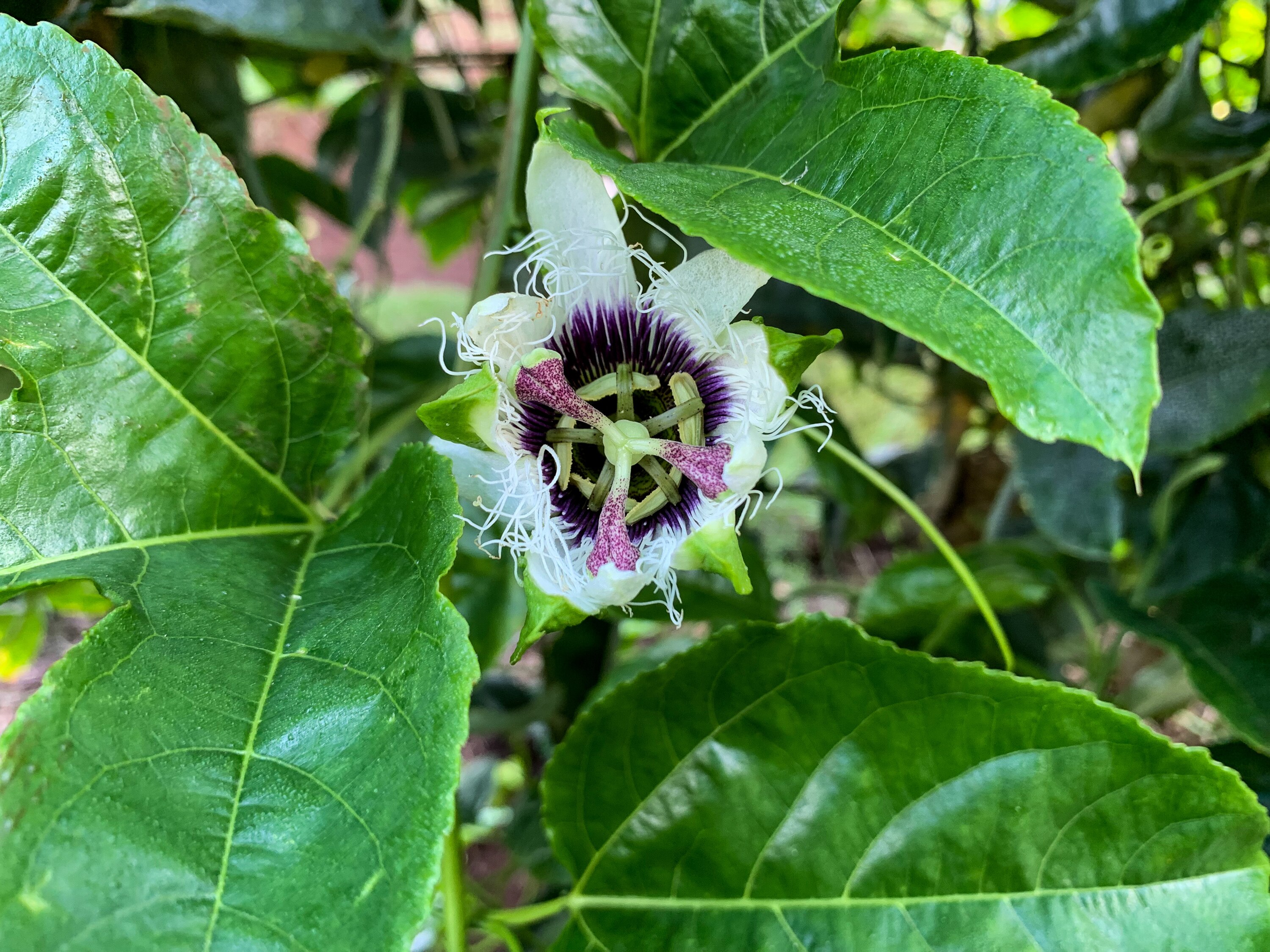 Rainy summer turns harvesting fruit into never ending passion ABC News