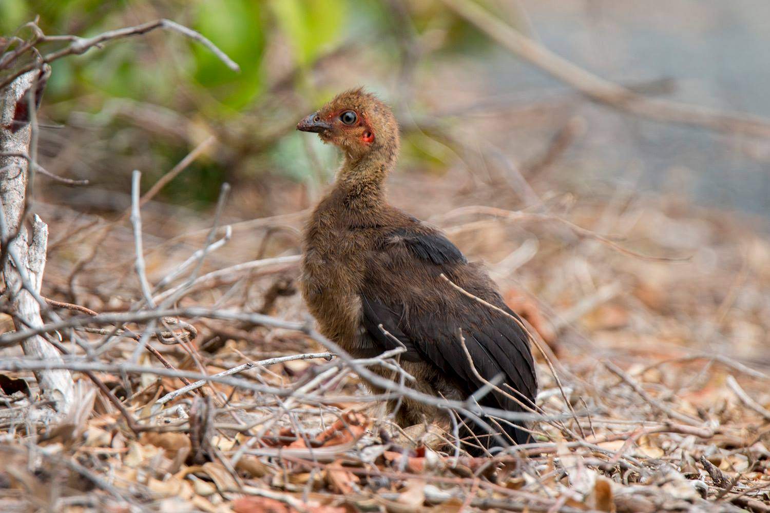 Rare white brush turkey in Noosa amazes scientist as species booms in urban areas ABC News