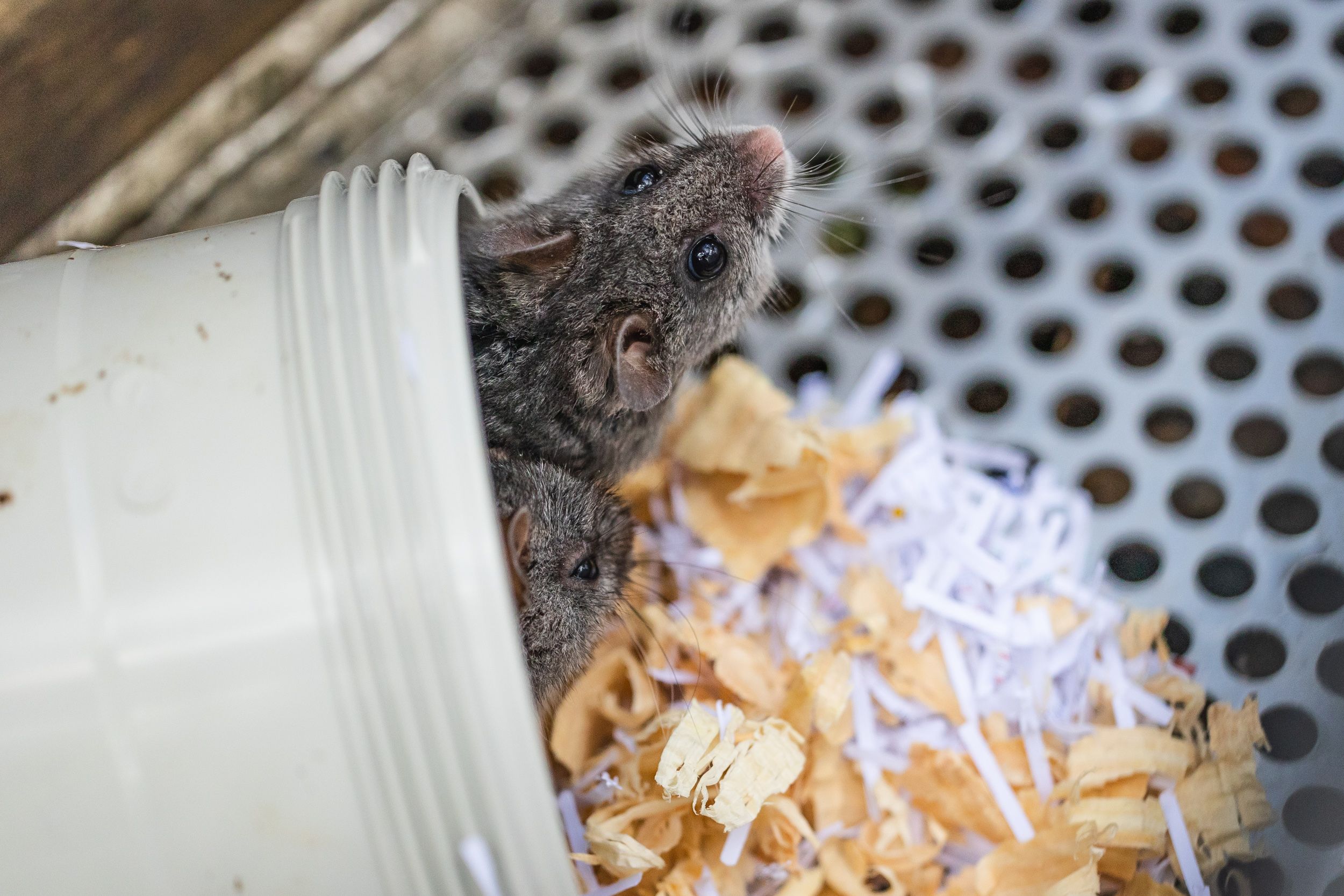 Critically endangered smoky mice released into wild in South East NSW