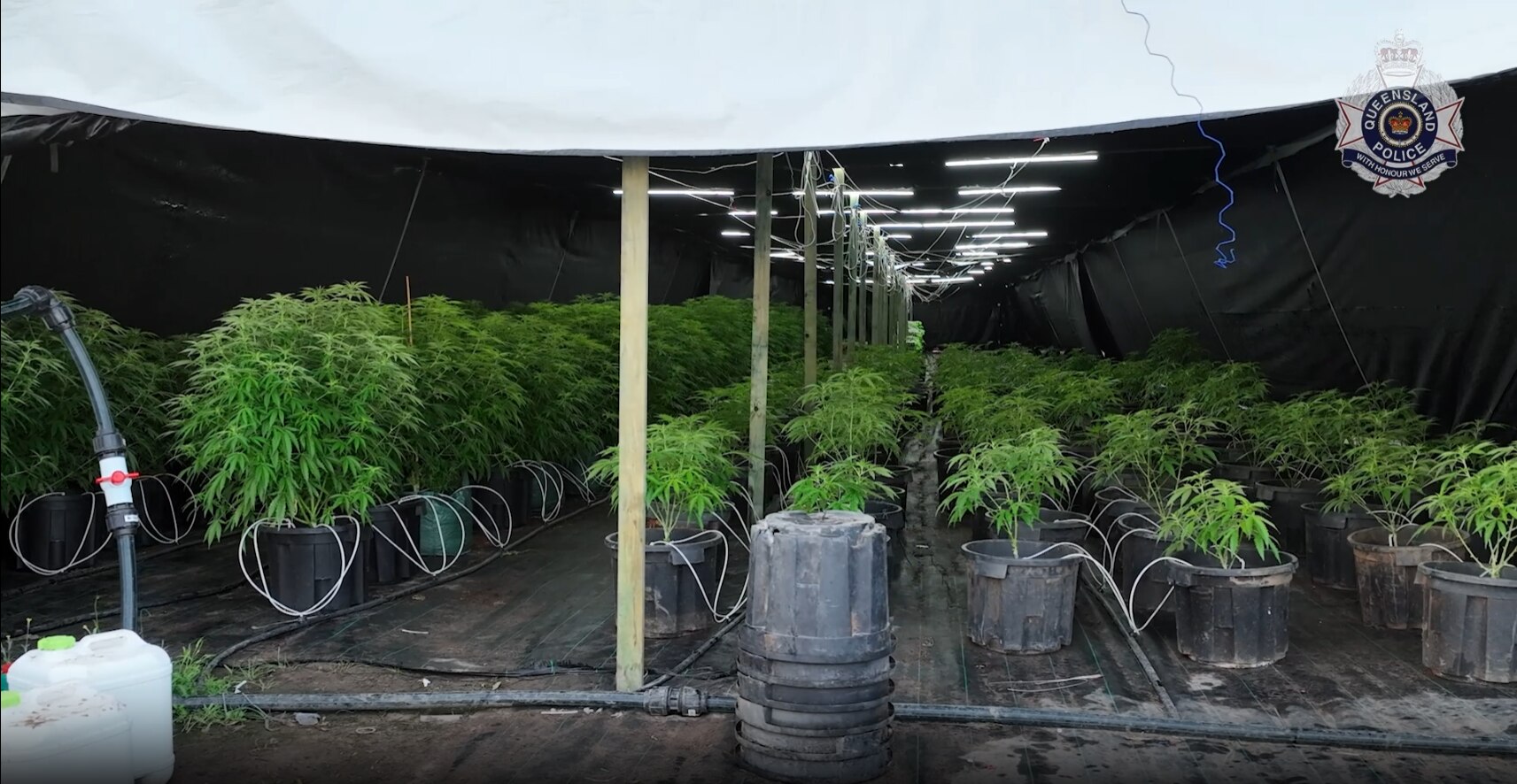 60m worth of cannabis seized after police raid properties in rural