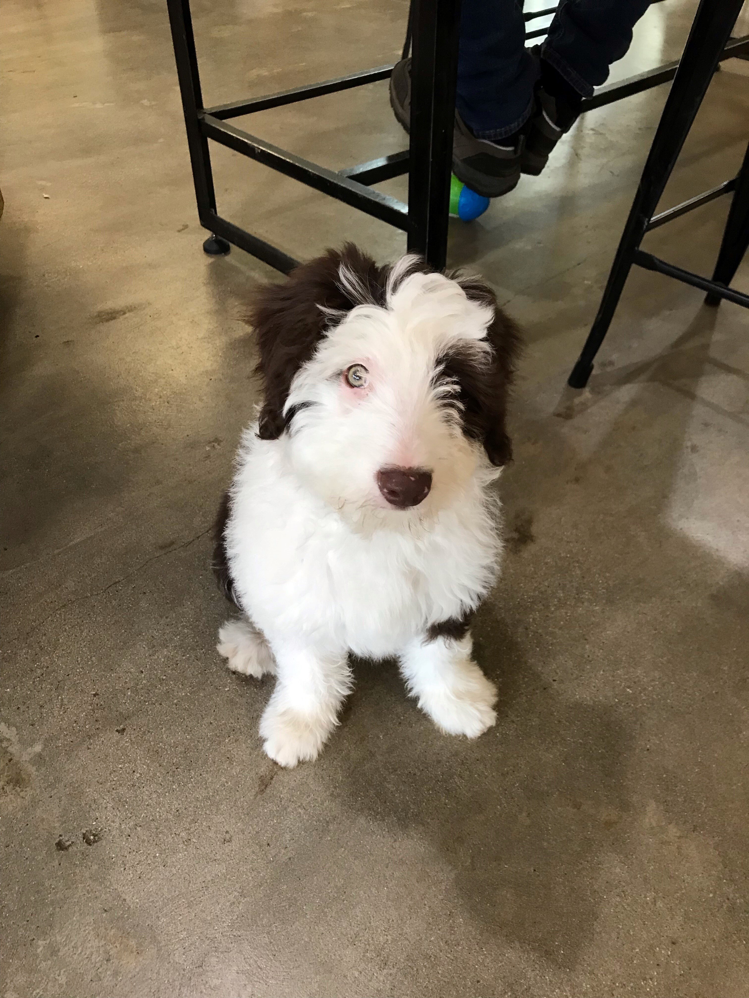 Are Dogs Allowed In Restaurants In Australia