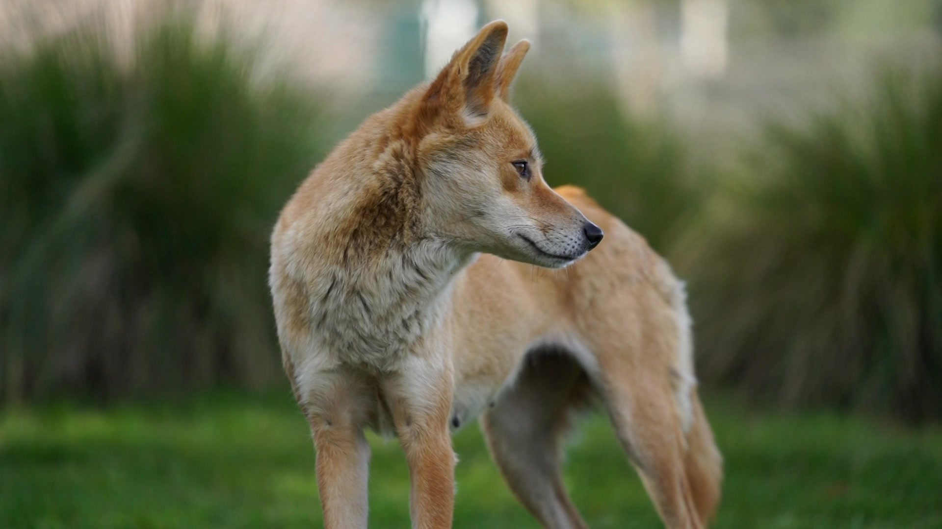 What Dingo Is Illegal