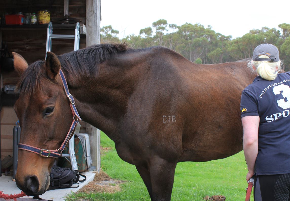 Blind horse rider's talent shines through as she starts long road to