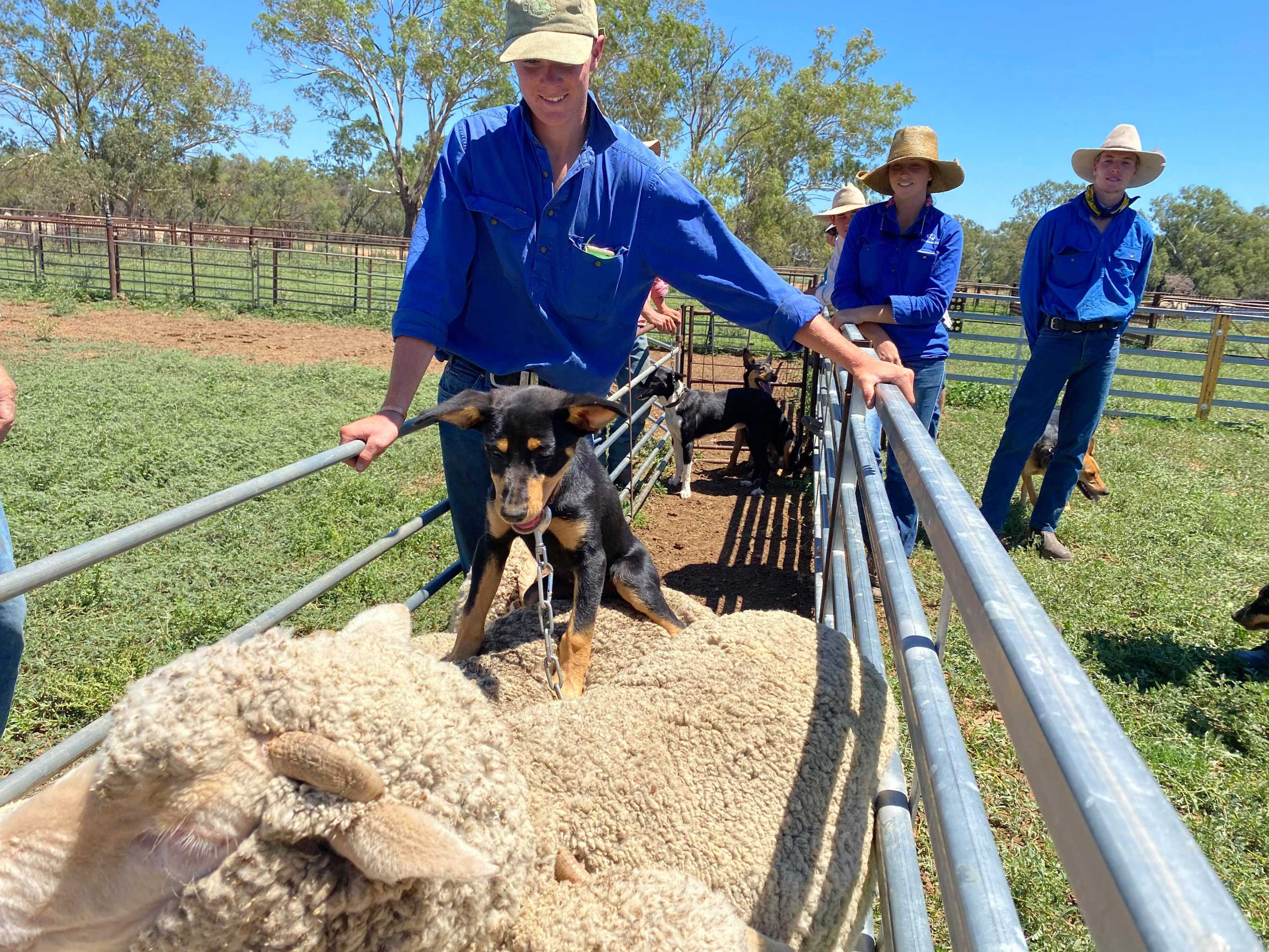 Jillaroos, jackaroos and their pups undergo specialised TAFE training