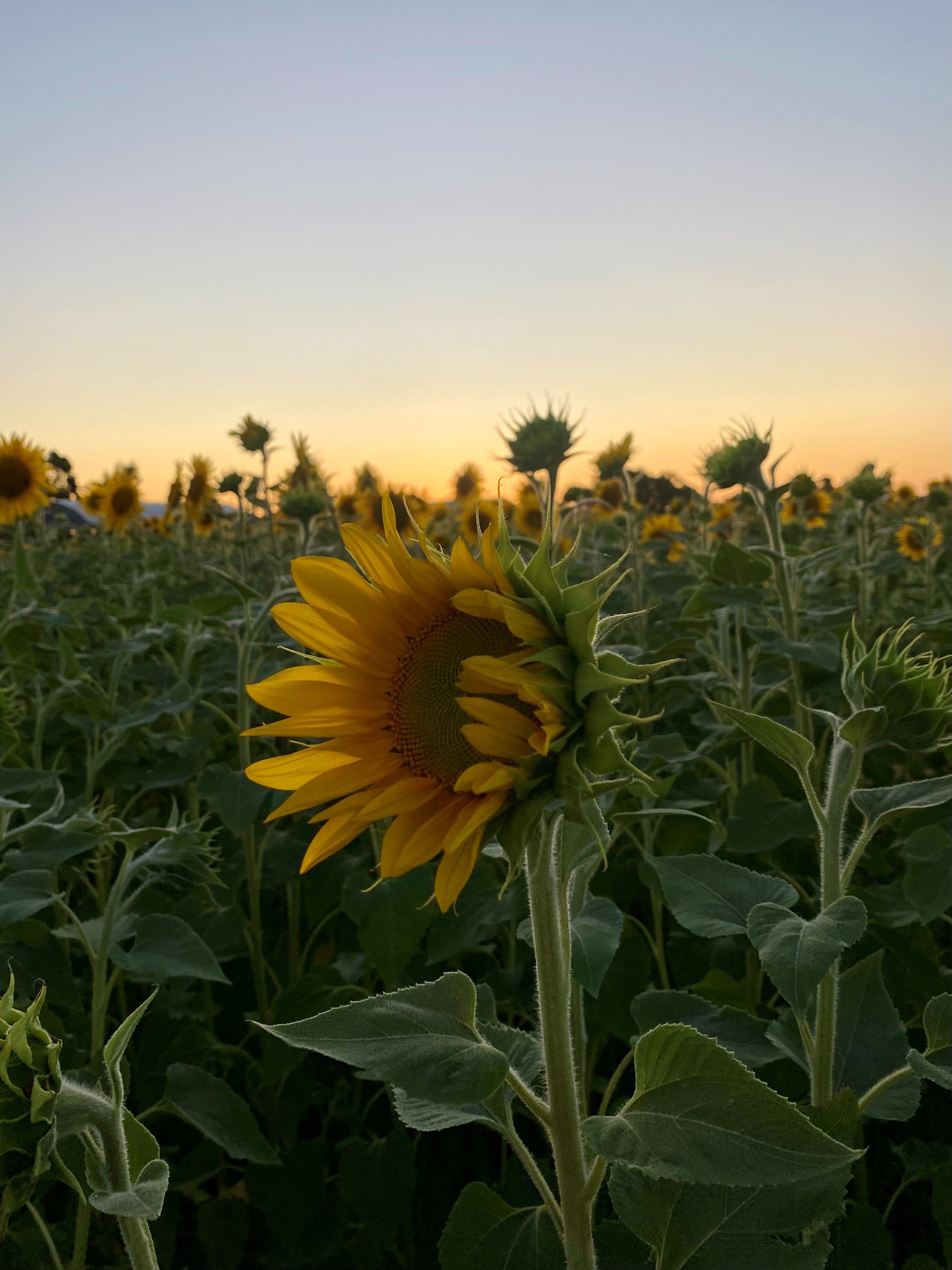 Crooked Brook sunflower farmer finds success selling tickets for social
