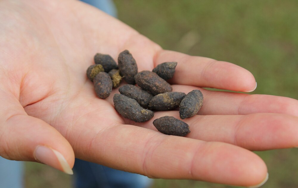 Poo transplants can alter koalas' gut microbiome so they can eat