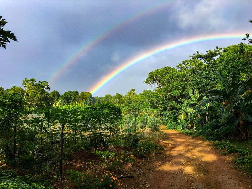 Christmas Island aims to use one organic farm to replace 60 per cent of the territory's imported