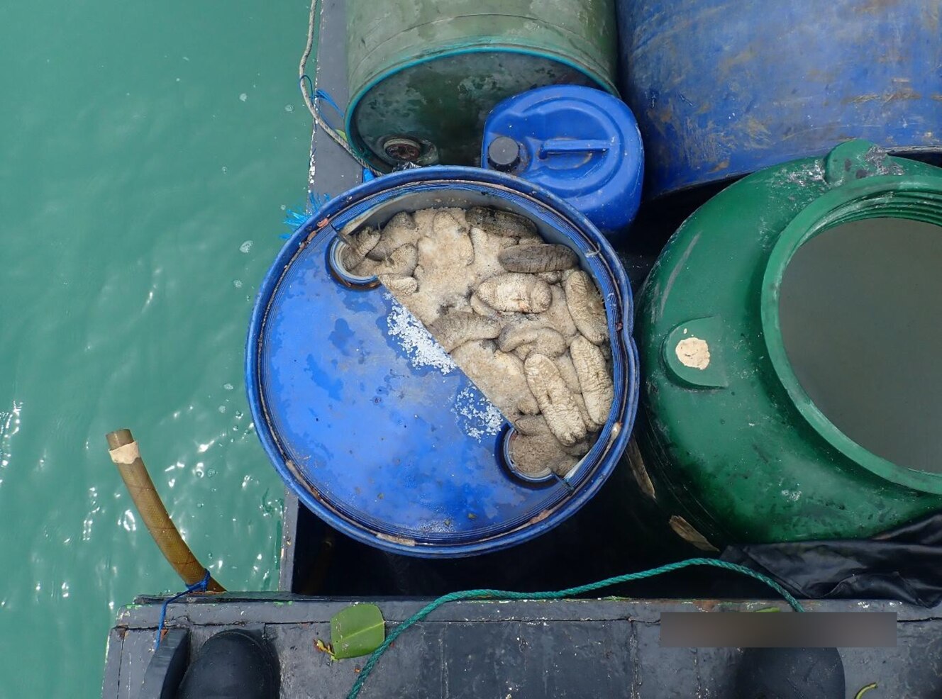 AI is being used to combat the illegal trade in marine animals