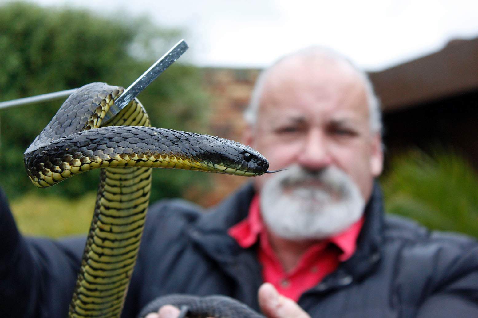 Man who died after snakebite in Tasmania found with
