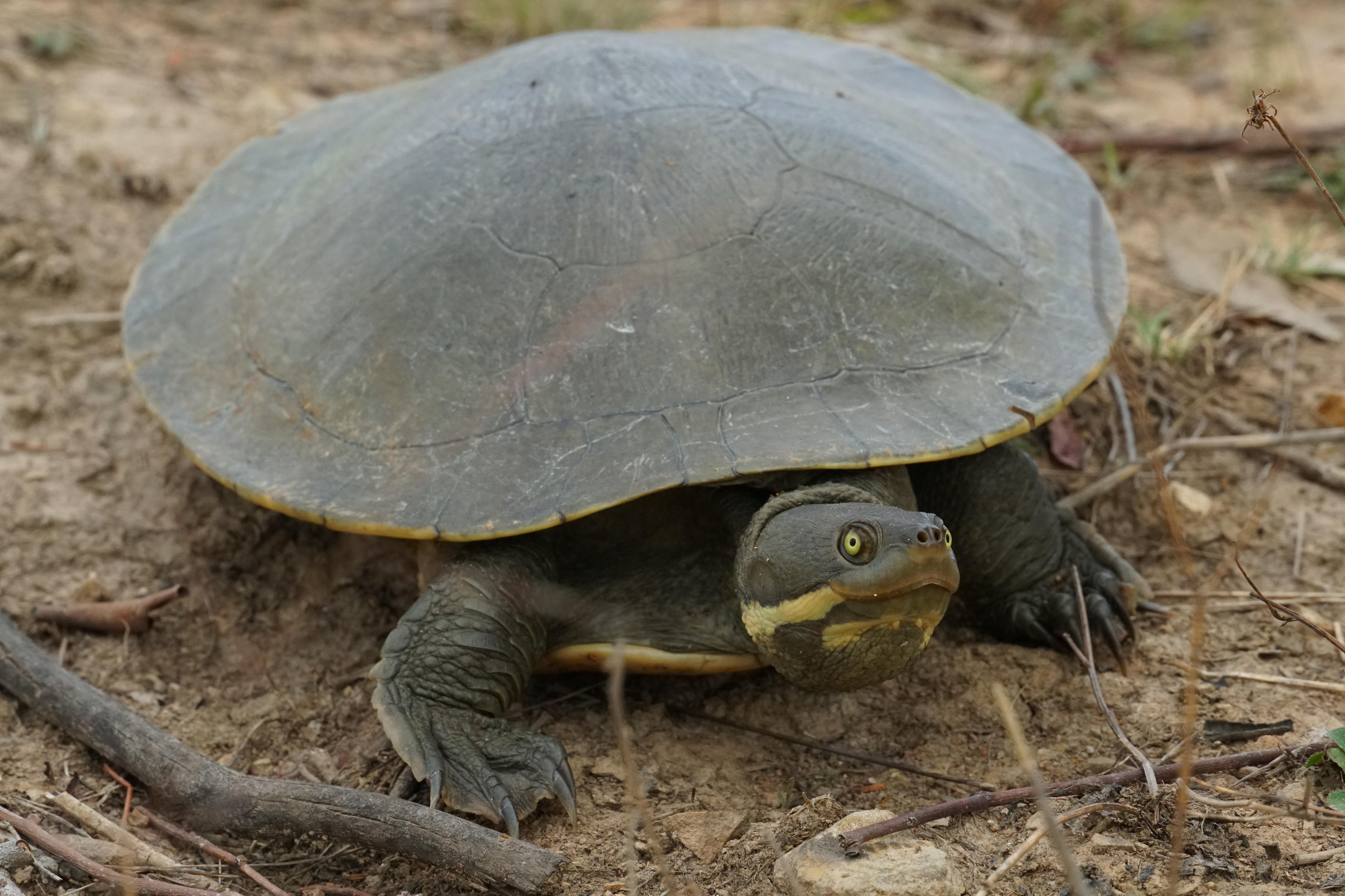 Freshwater turtles of southeast Australia have hatched. Do you know