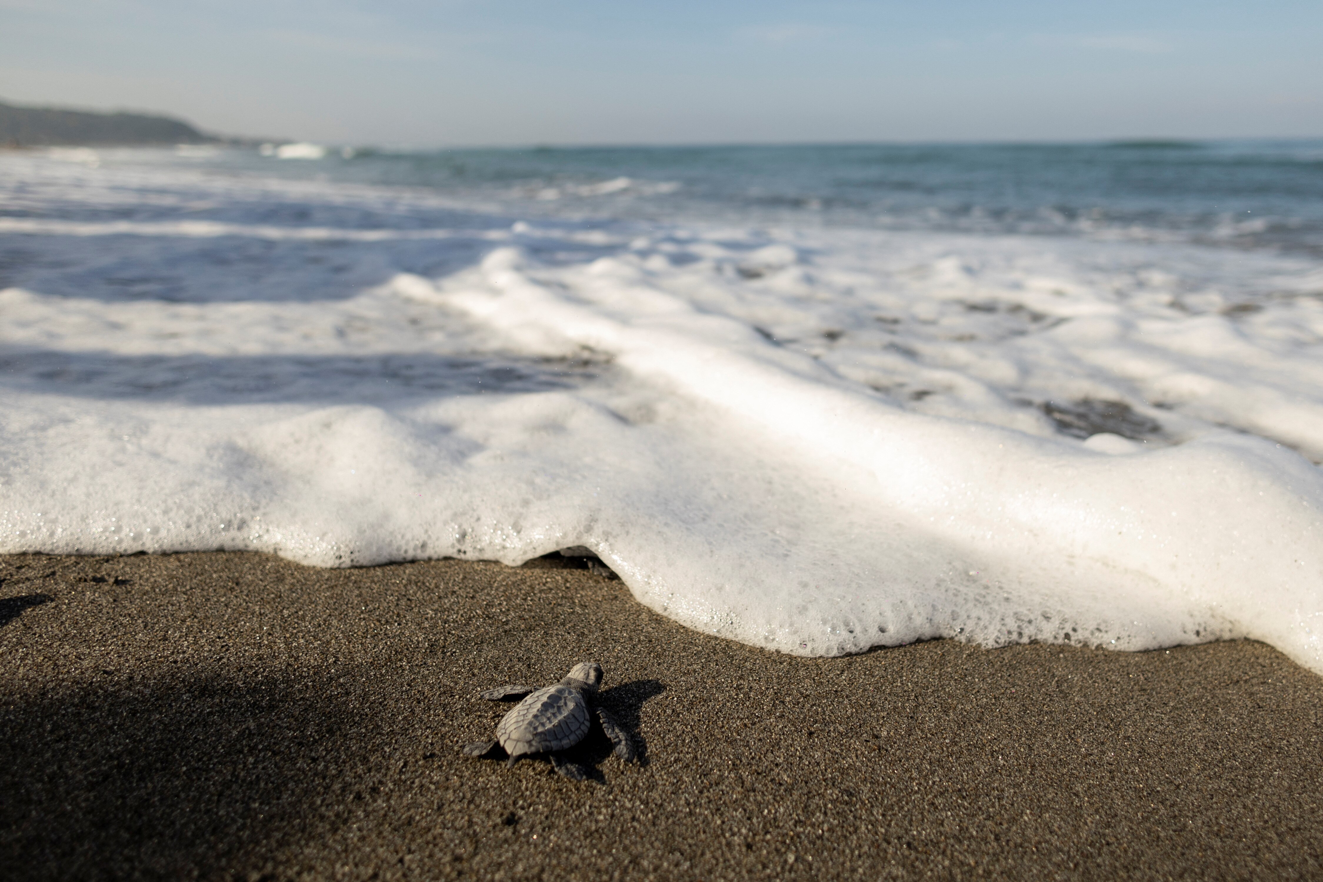 How sea turtle poachers in the Philippines became protectors working to