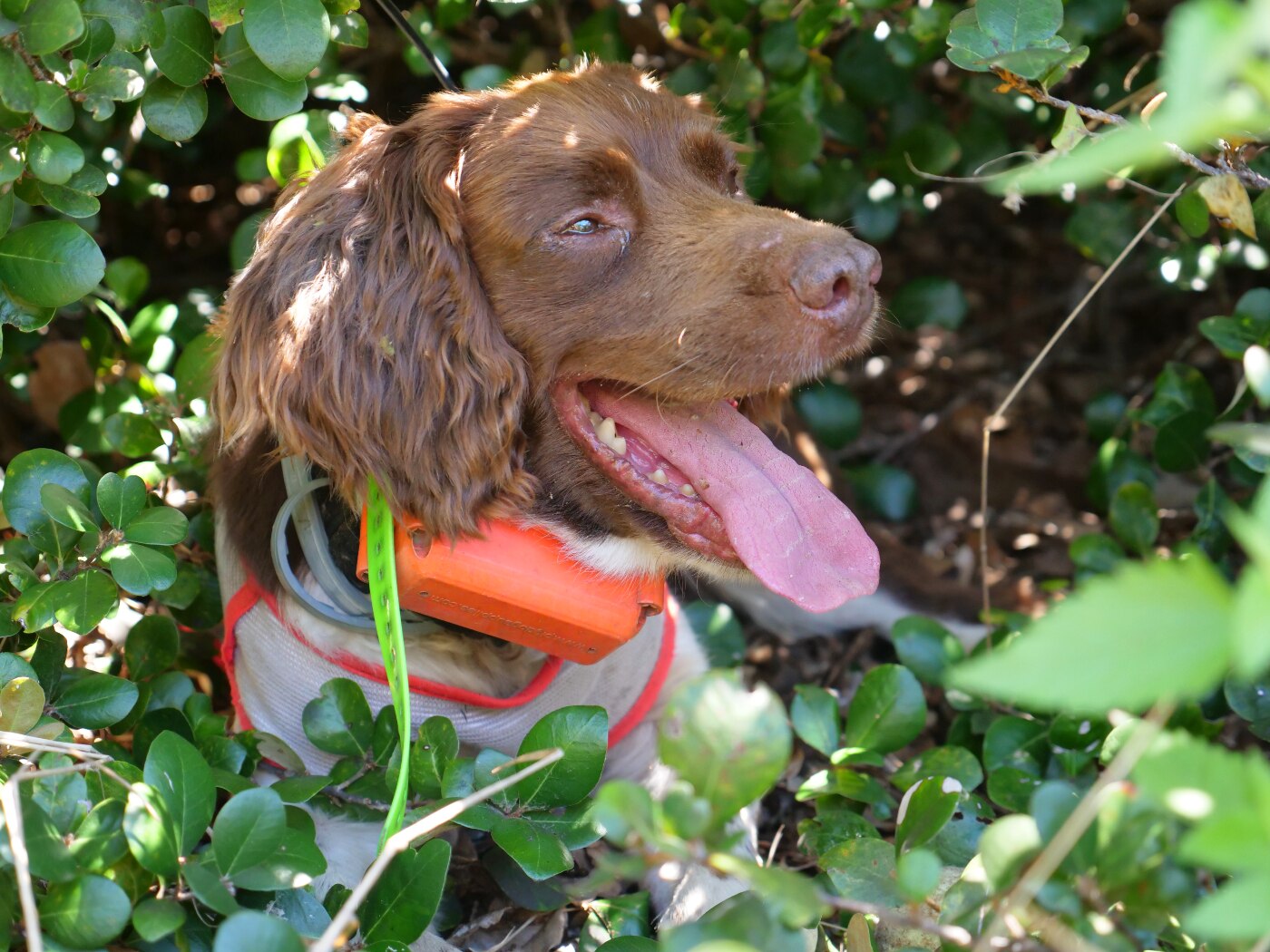 Fox detecting dog and faithful owner praised as turtle