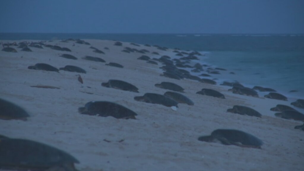 Drones helping save world's biggest green sea turtle nesting site at