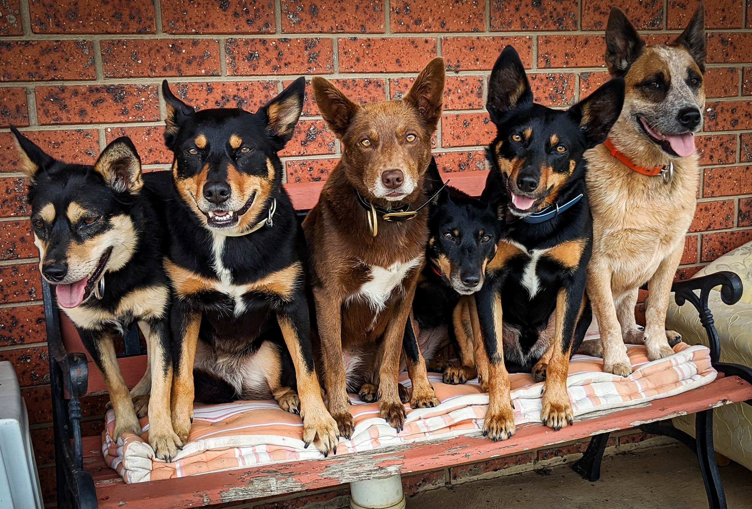 Animal Rescue Work Hit Hard By Coronavirus Restrictions - Abc News