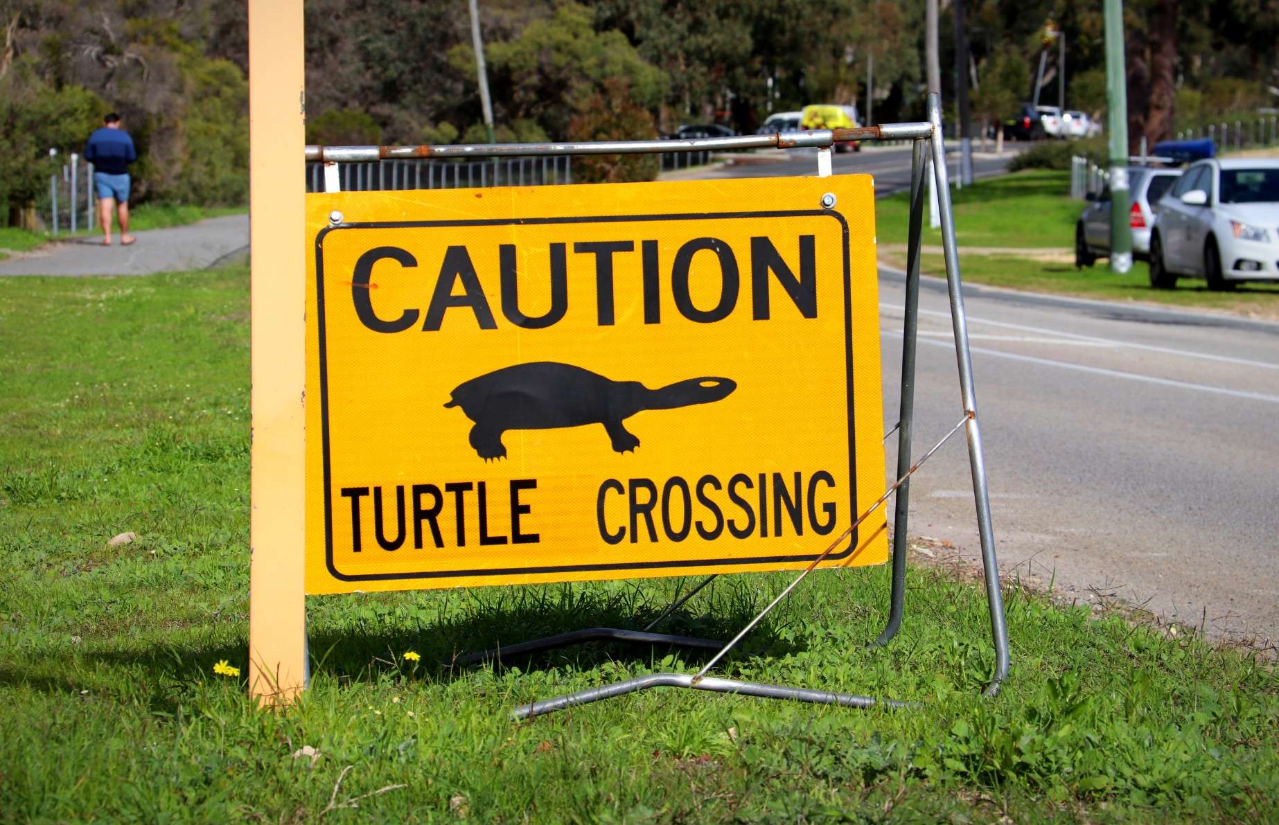 Baby turtles missing at Hyde Park as efforts increase to