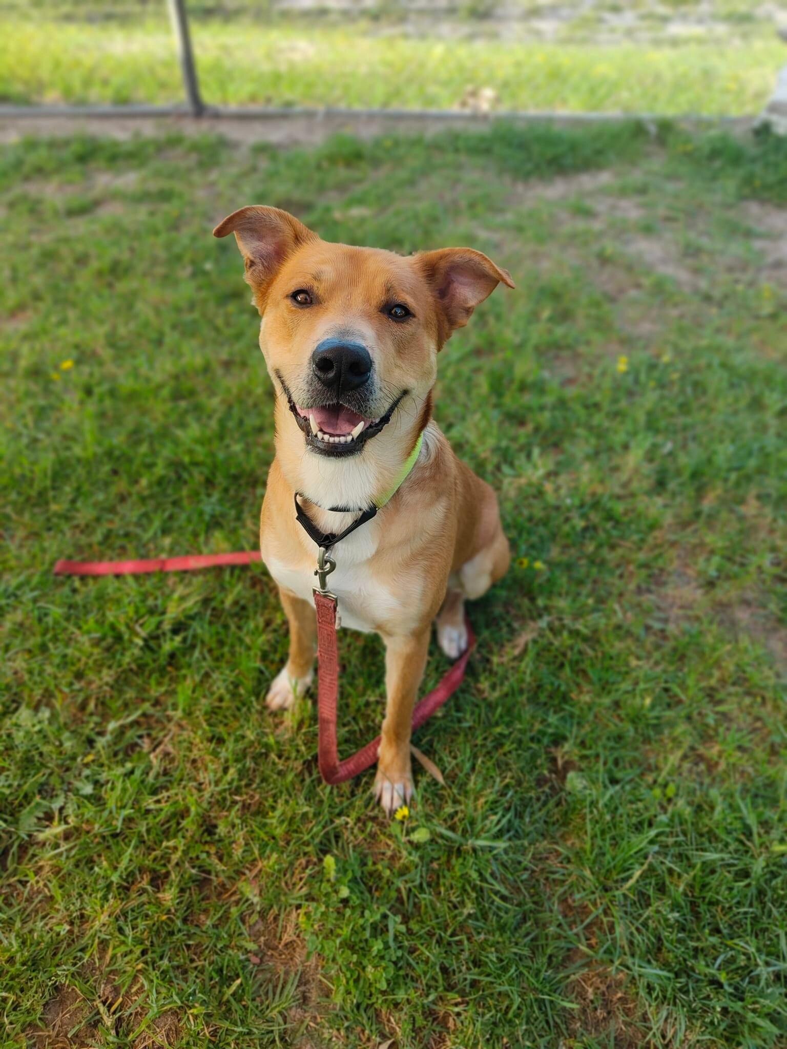 WA couple banned from owning pets after cutting off dog's tail as