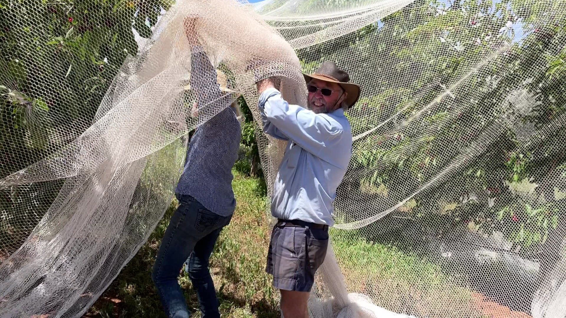 Fruit fly outbreak enters third year in Riverland, as growers concerned