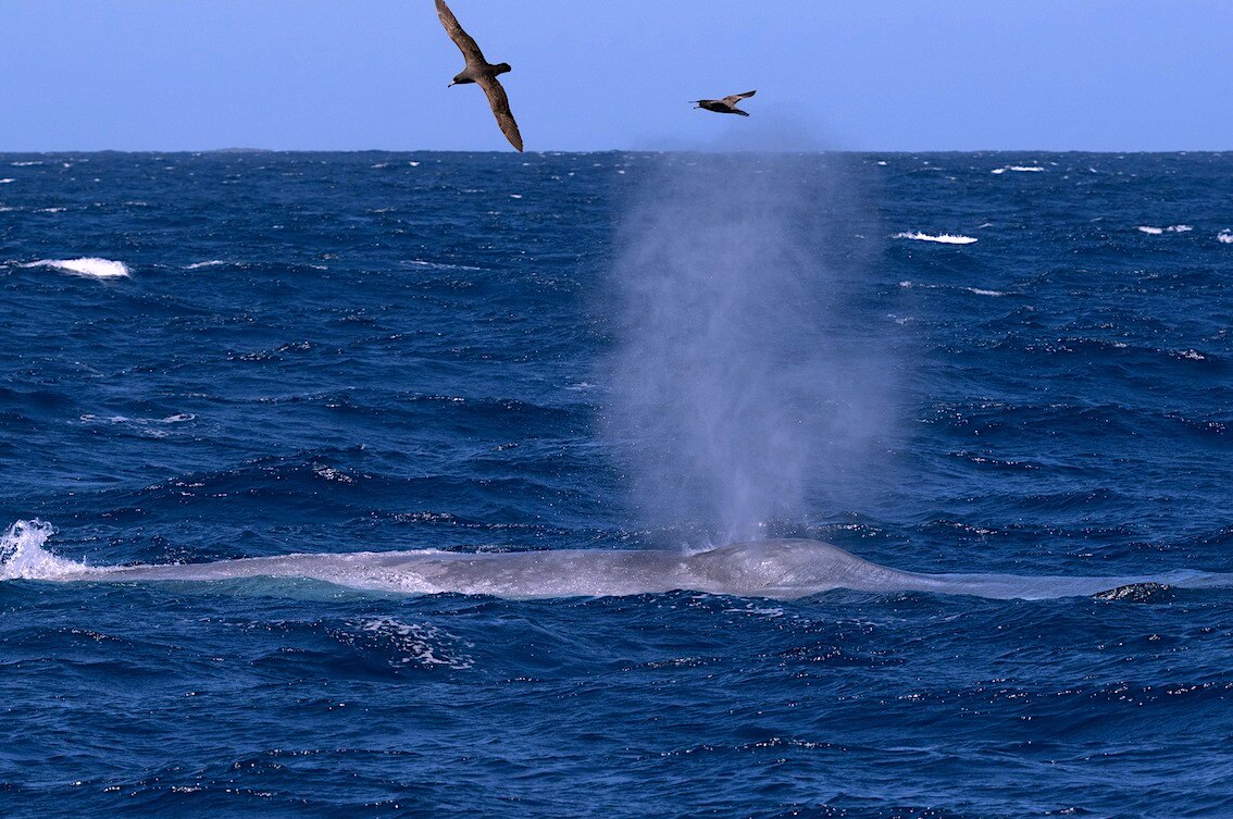 Blue Whale Study observes 'quite thin' animals as warming ocean puts