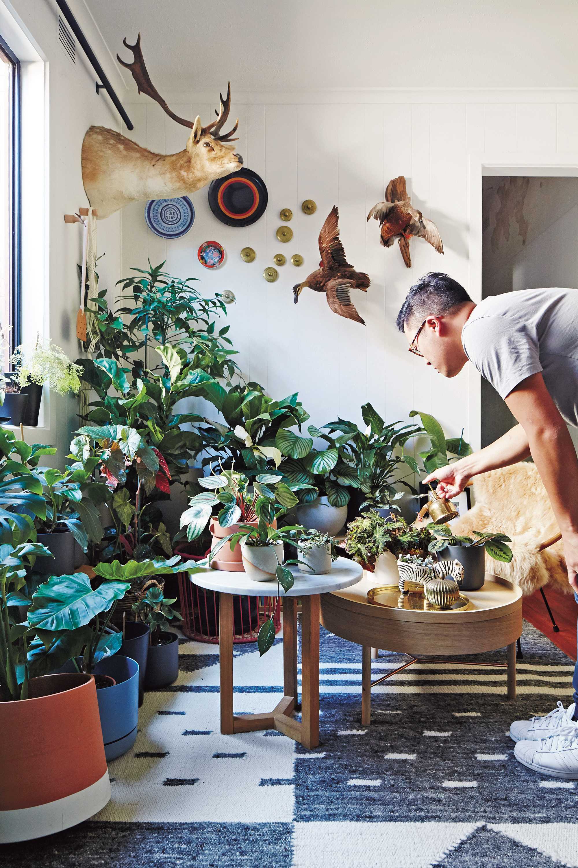 How to get rid of fungus gnats on indoor plants ABC Everyday