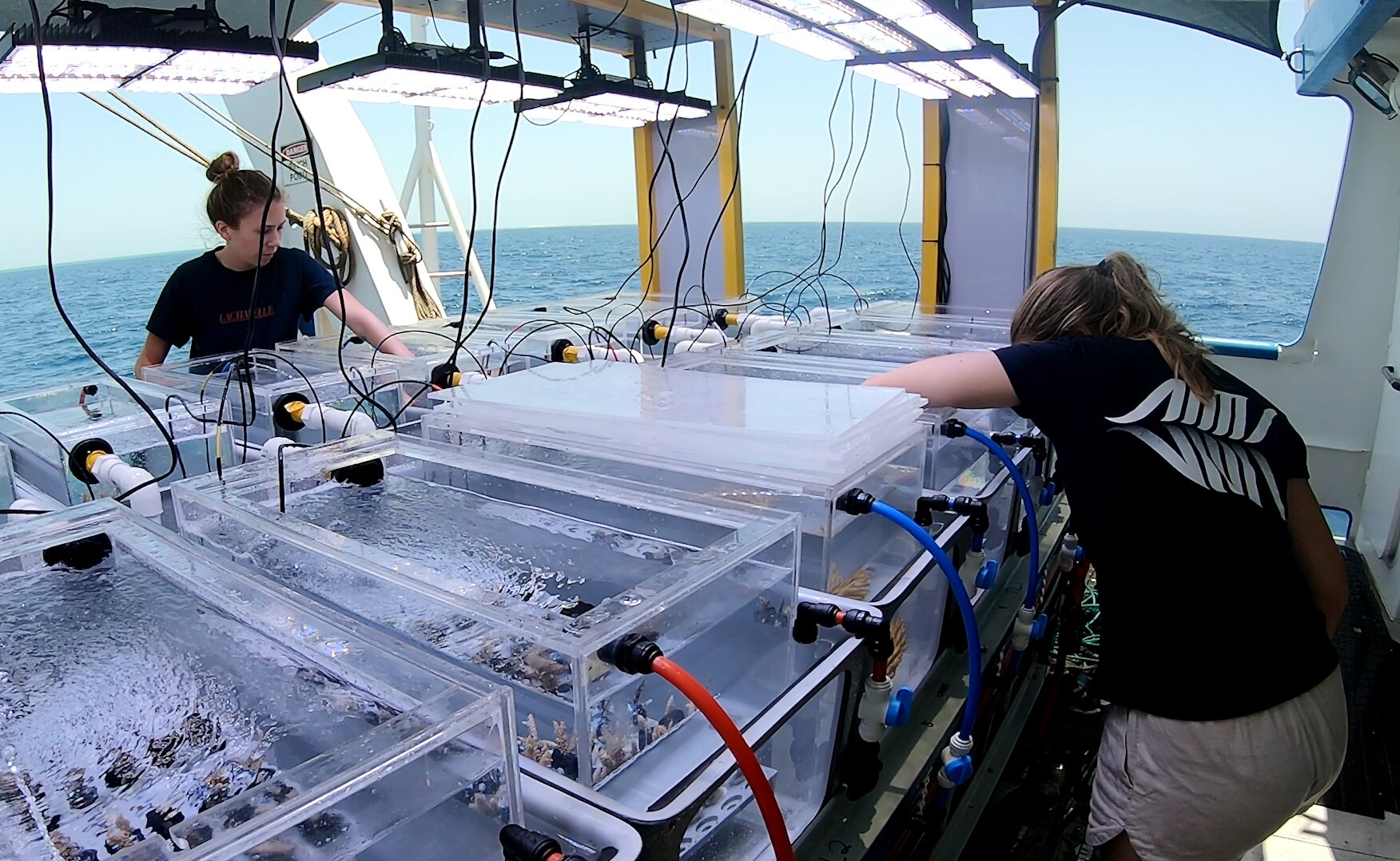 Ningaloo Reef facing heightened coral bleaching risk, putting Exmouth