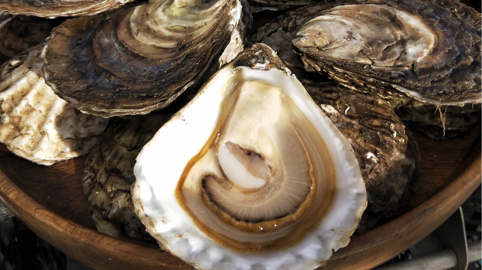 Ceramicist makes 1,000 razorfish shells to revive native angasi oysters