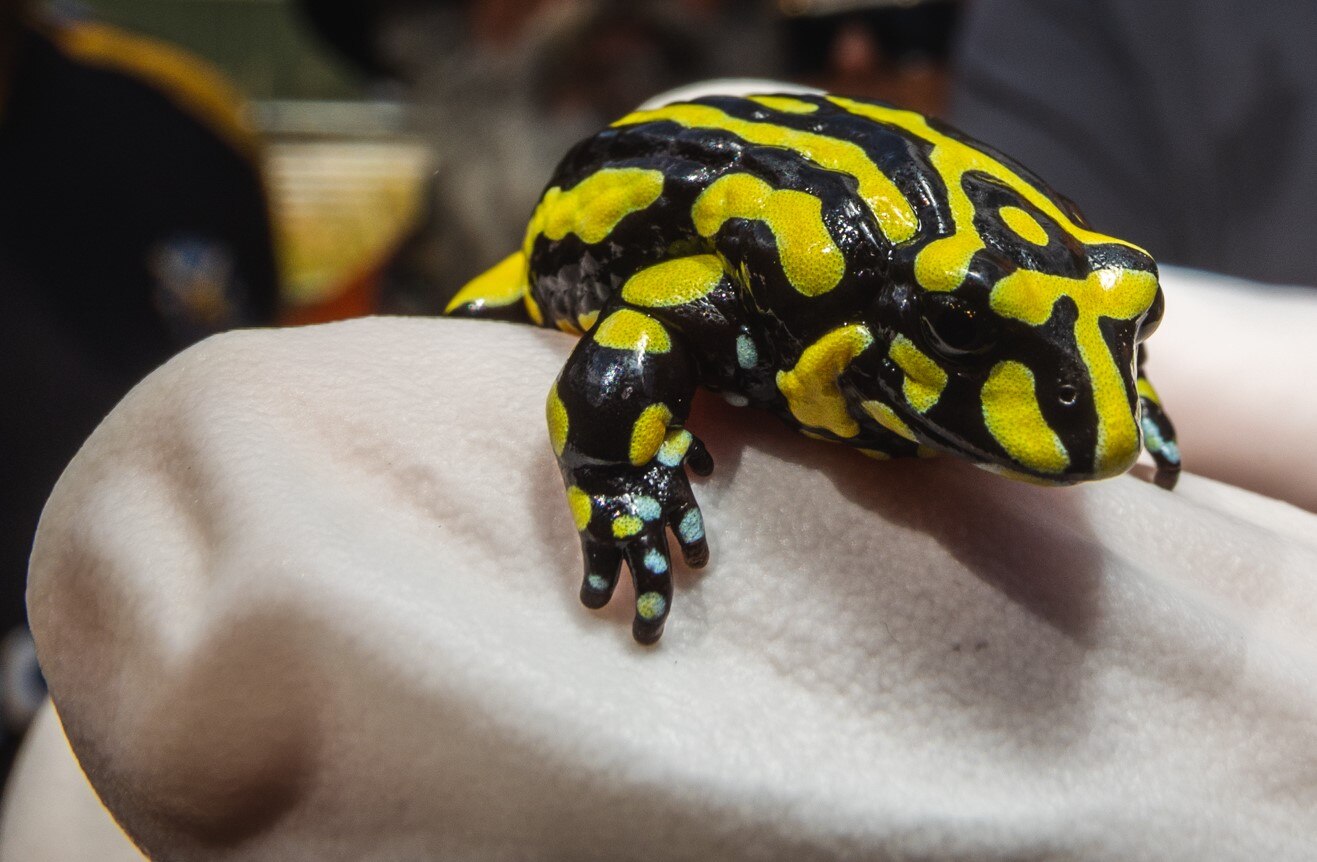 Second batch of endangered southern corroboree frogs released in