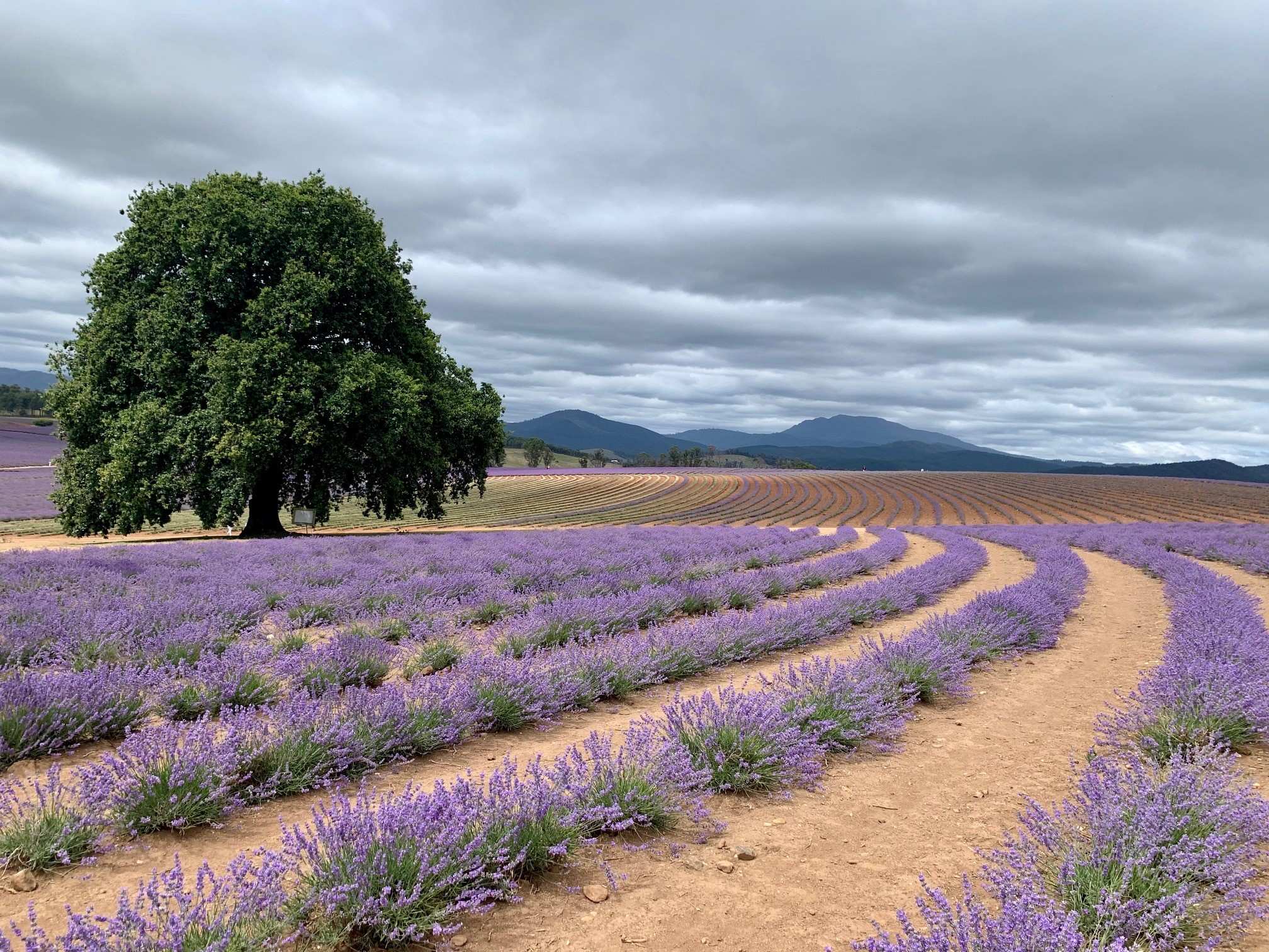 Colorado Lavender Festival 2023 Tasmania's Tourism Businesses Struggle Through Summer As Borders Remain Uncertain - Abc News
