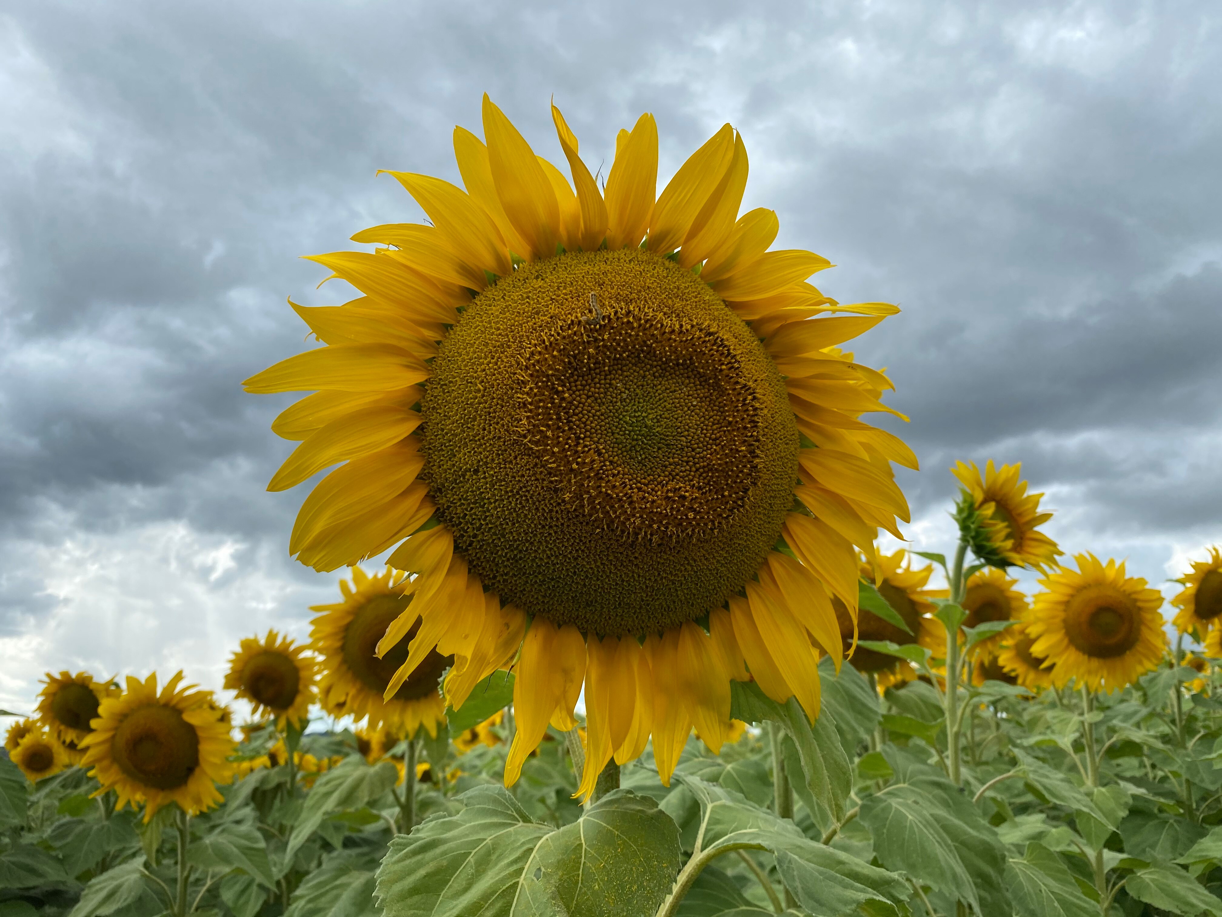 Australian Sunflower Crop Planted by Drone UAS VISION
