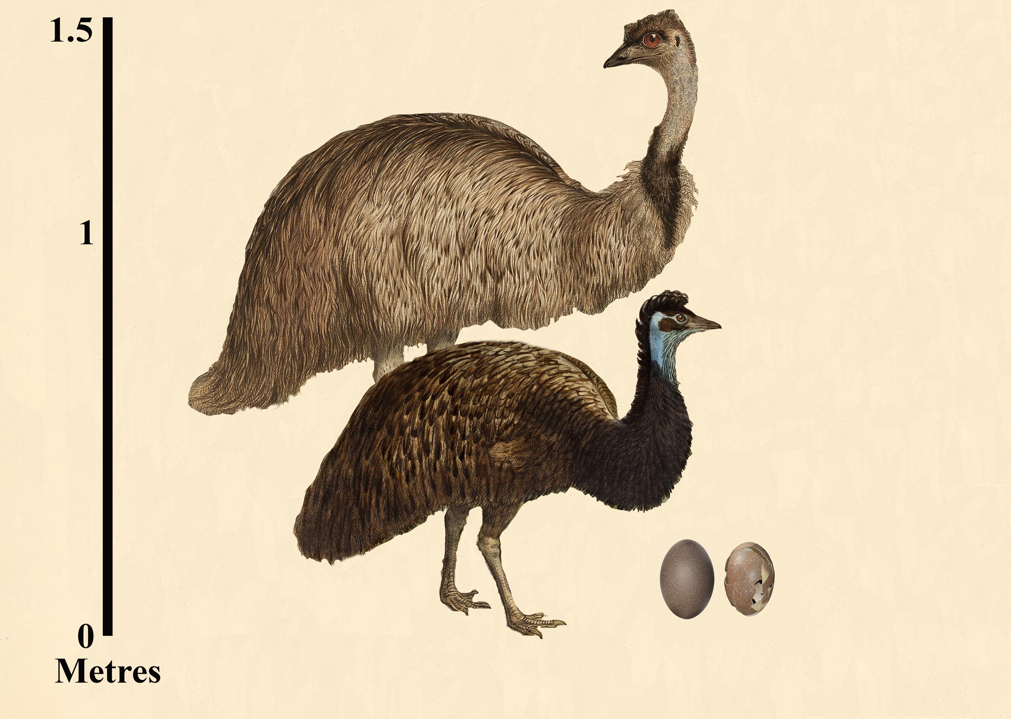There are no emus on Kangaroo Island, so why is there an Emu Bay? ABC