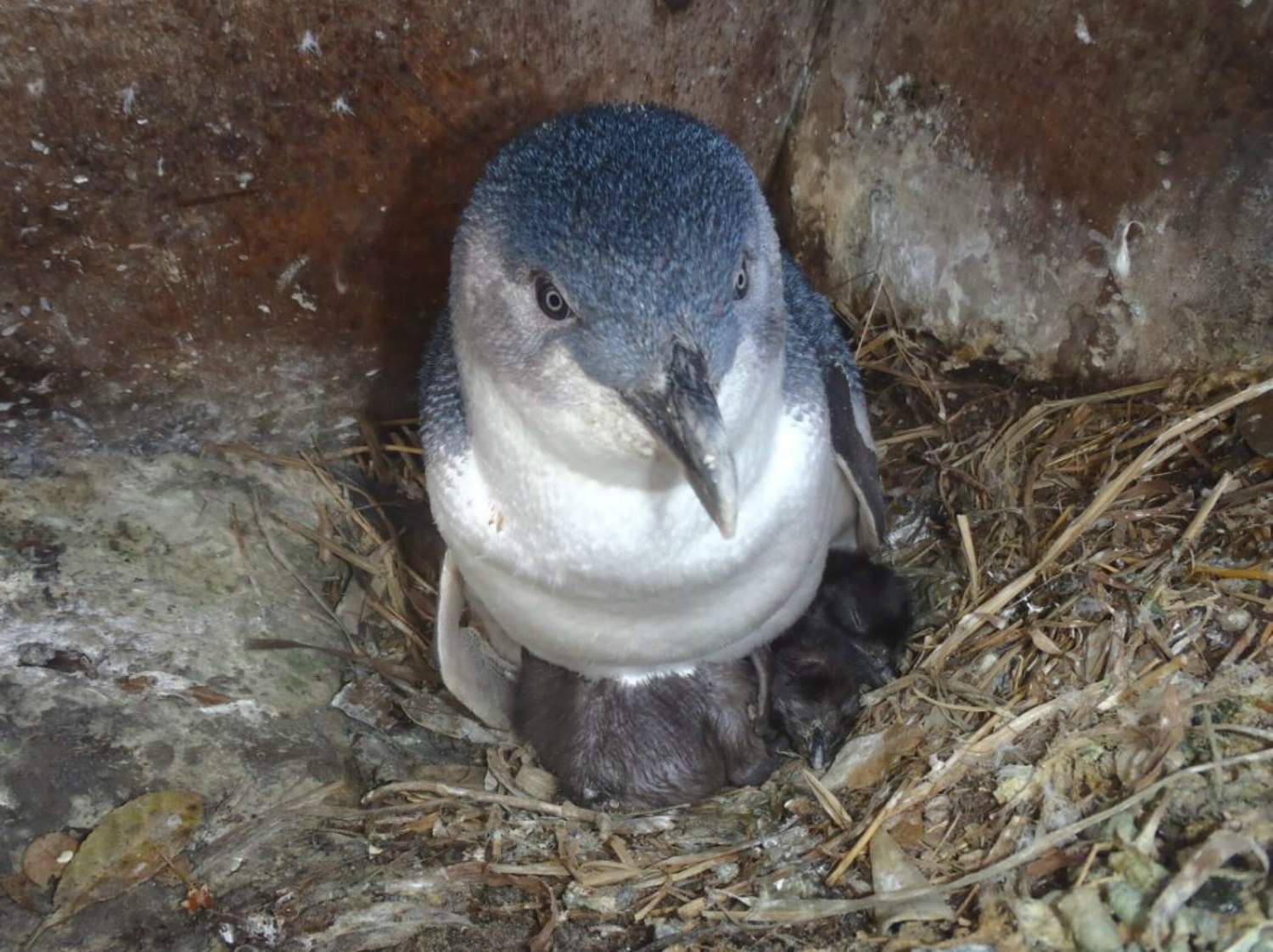 Art, science and philanthropy combine to create homes for penguins on the River Derwent and