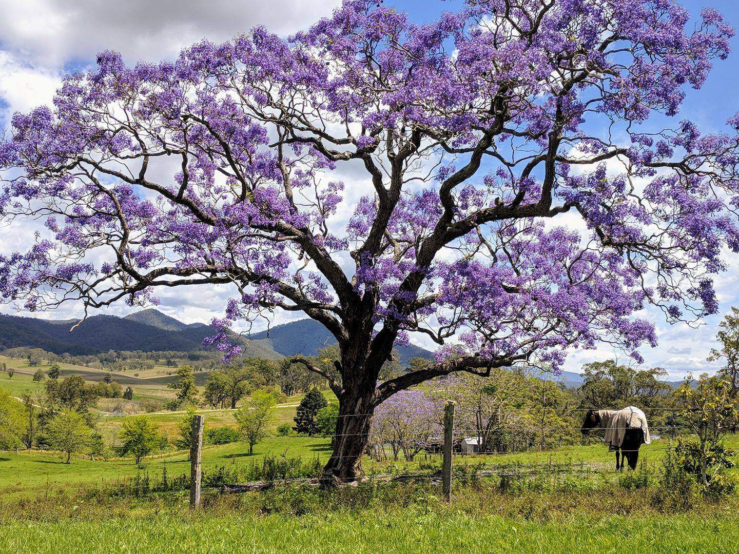 Jacaranda Australian Bush Flower Best Flower Site