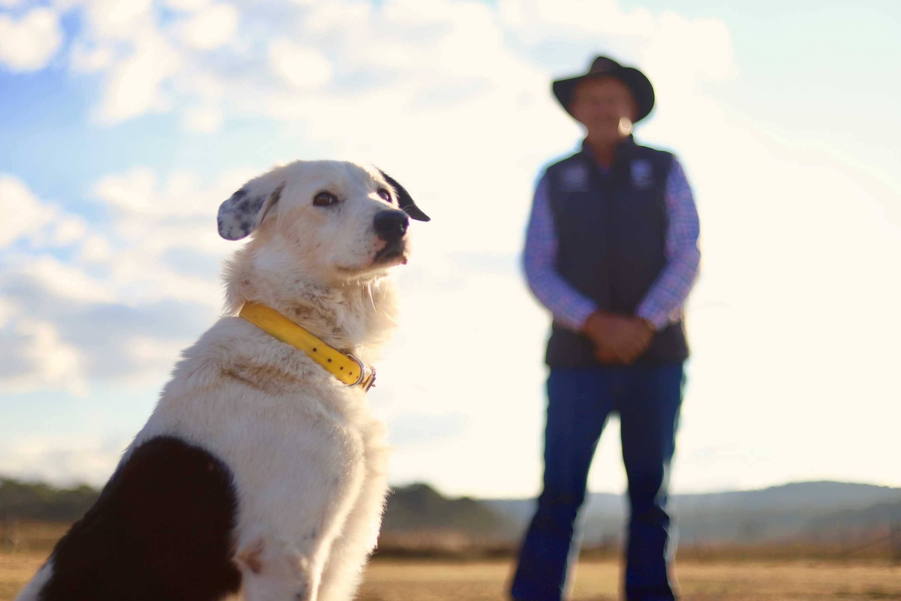 Broken Hill dog attacks averaging one per week, four dogs