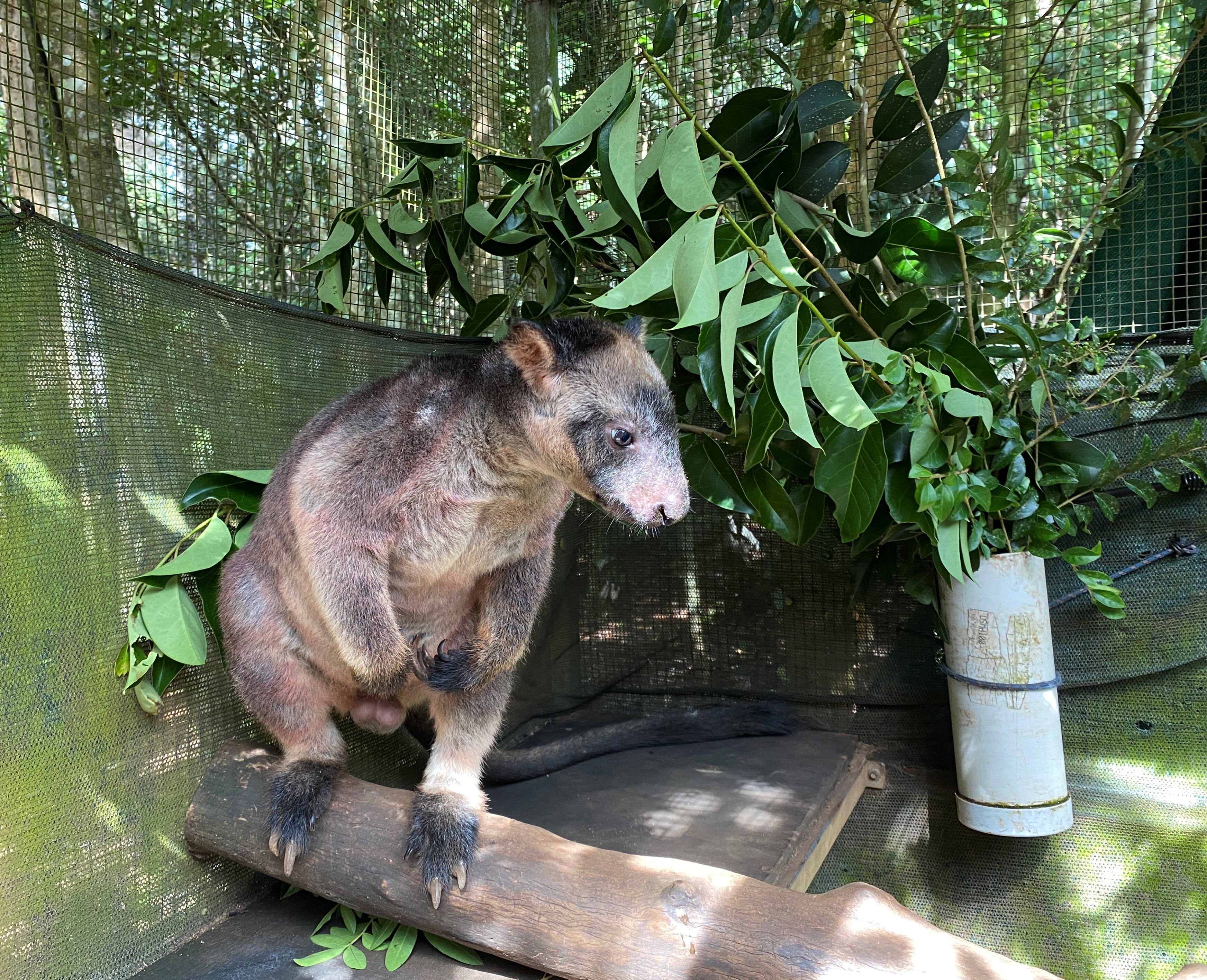 Toxic leaves may be reason Lumholtz's tree kangaroos…