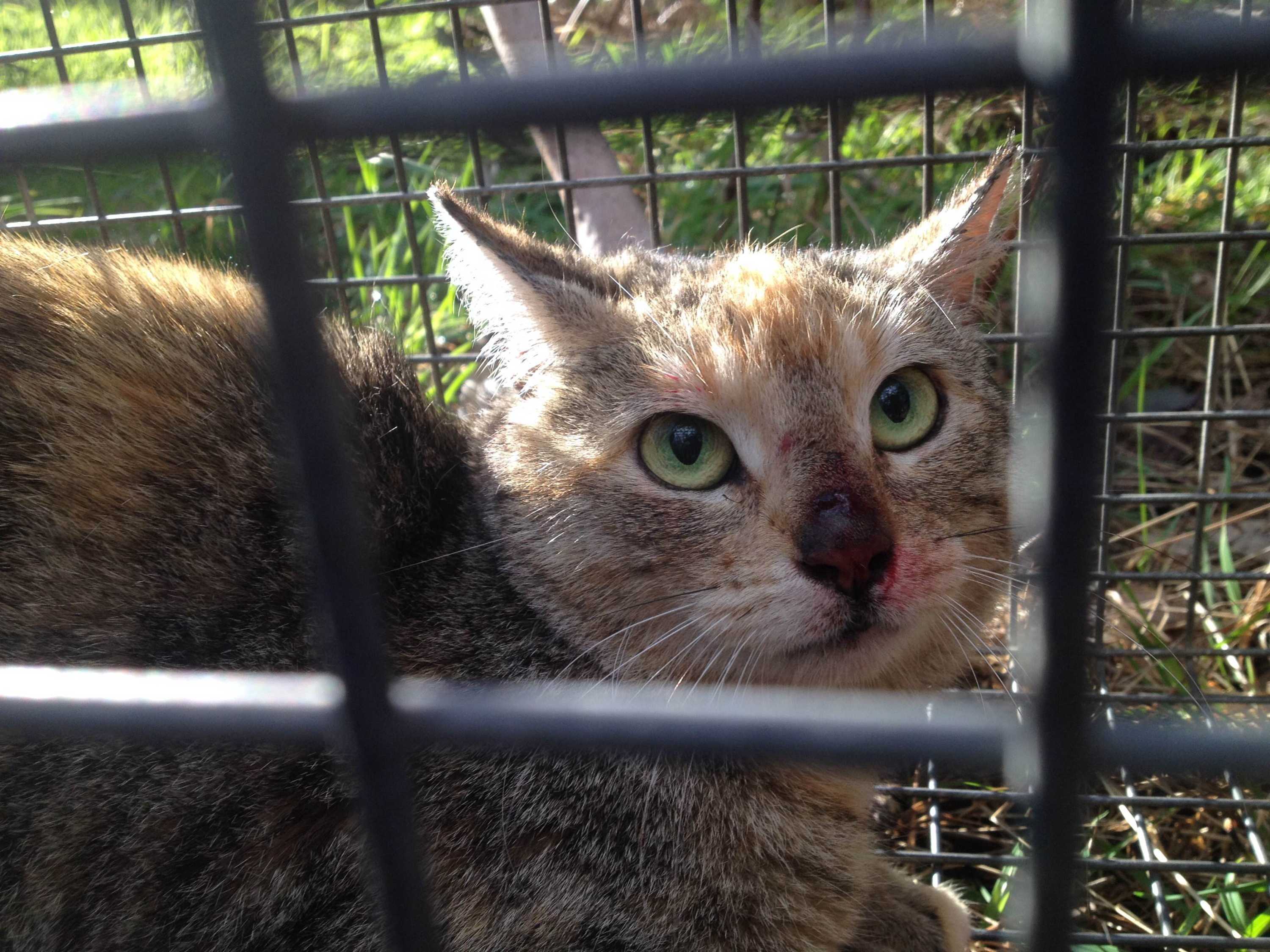 The ethics of the dead cat shot ABC Radio National