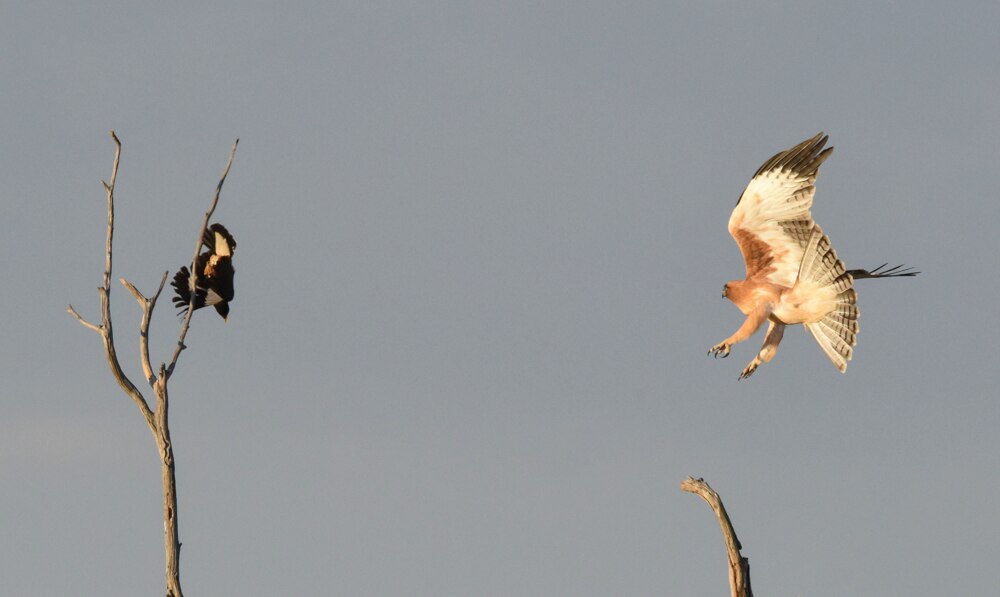 Little eagle's big journey from Canberra to a Northern Territory town