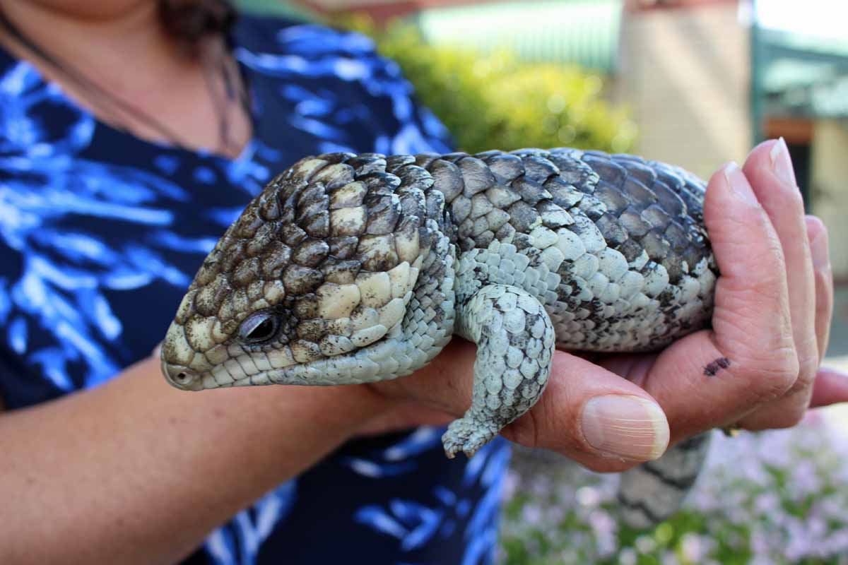Pet bobtail lizards on the rise and perfect for kids allergic to fur