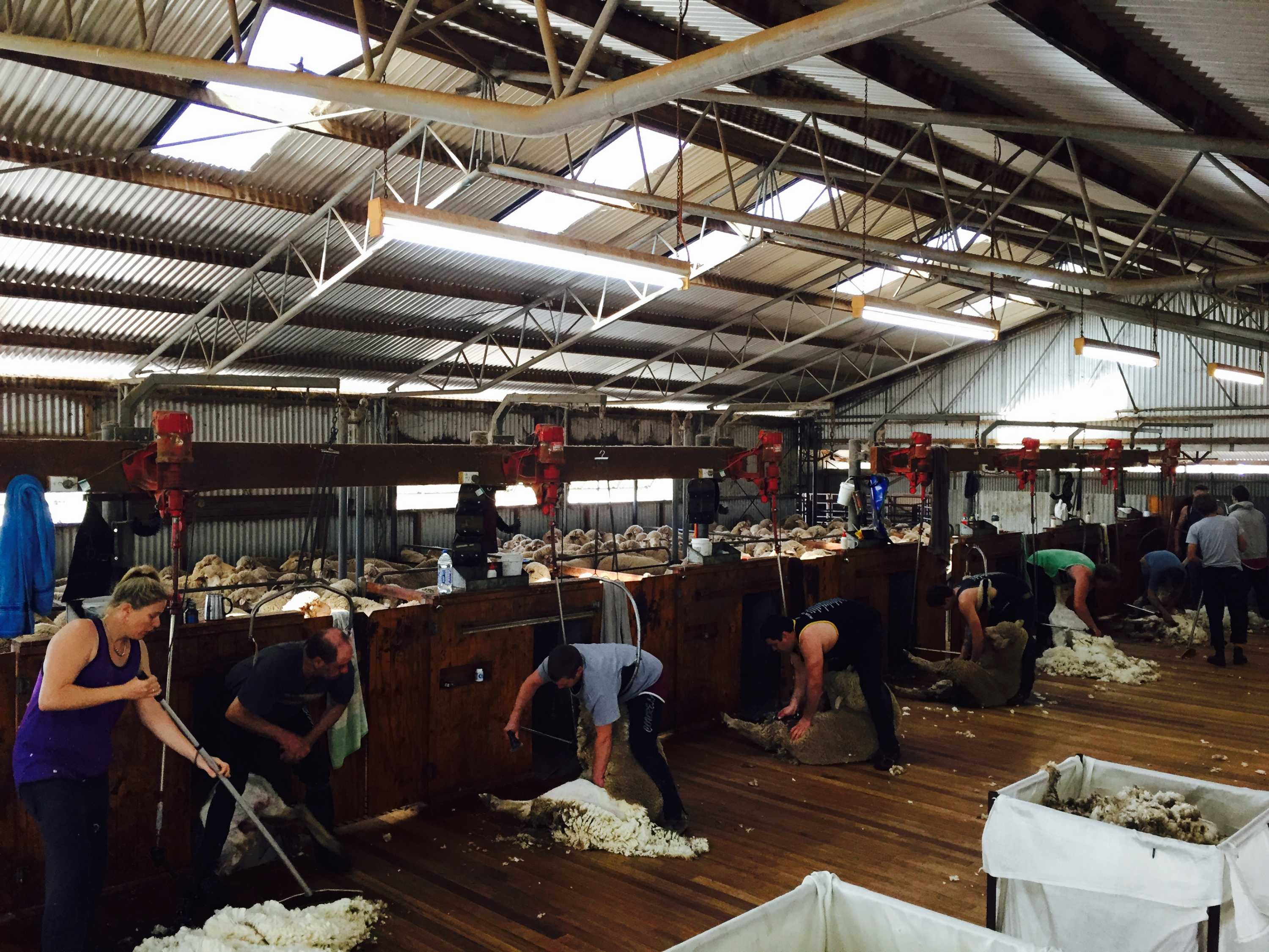 The Shearers' Cooks How Dick and Cheryl Duggan keep a team of sheep