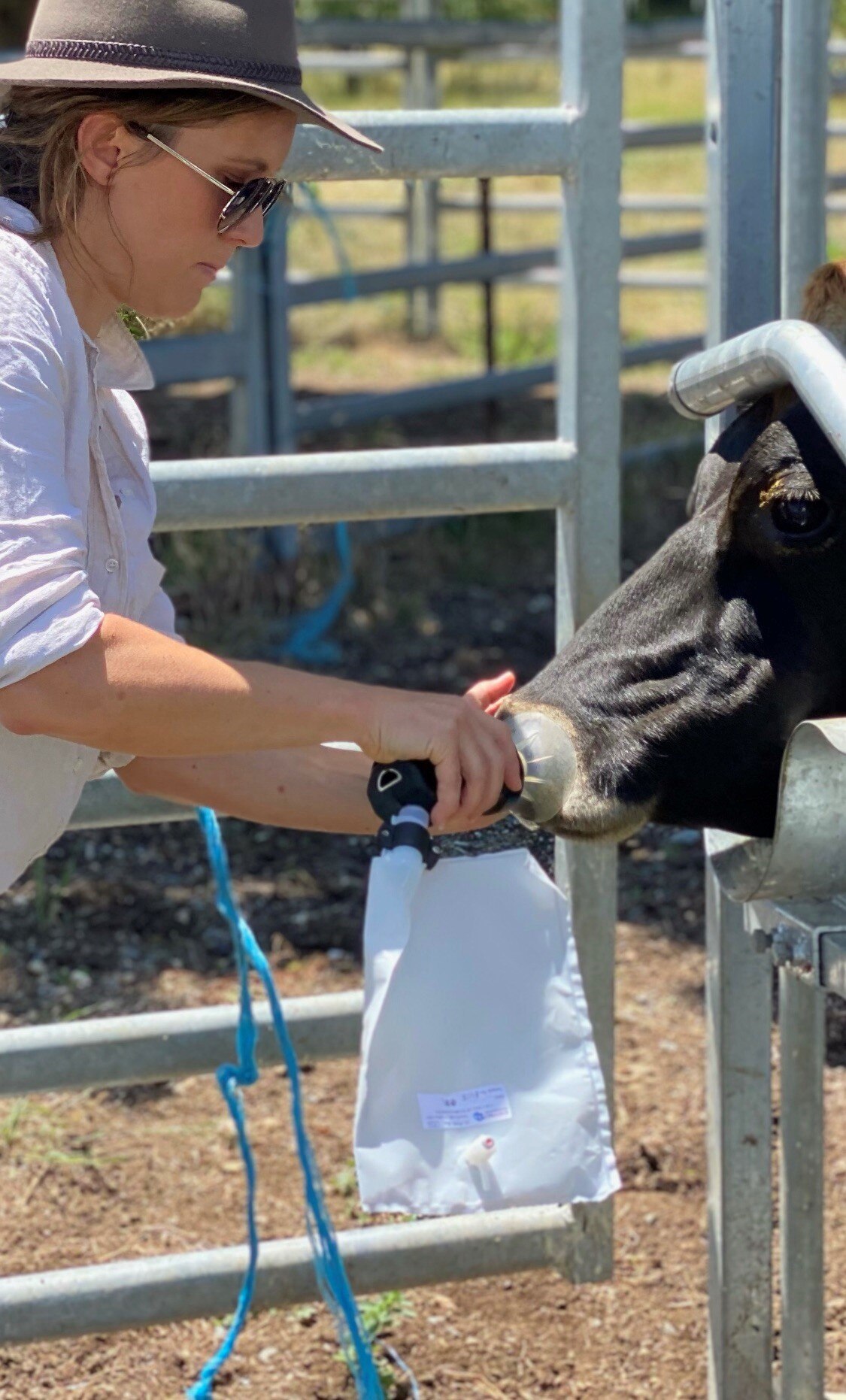 Handheld breath test device for pregnant cattle to move to industry