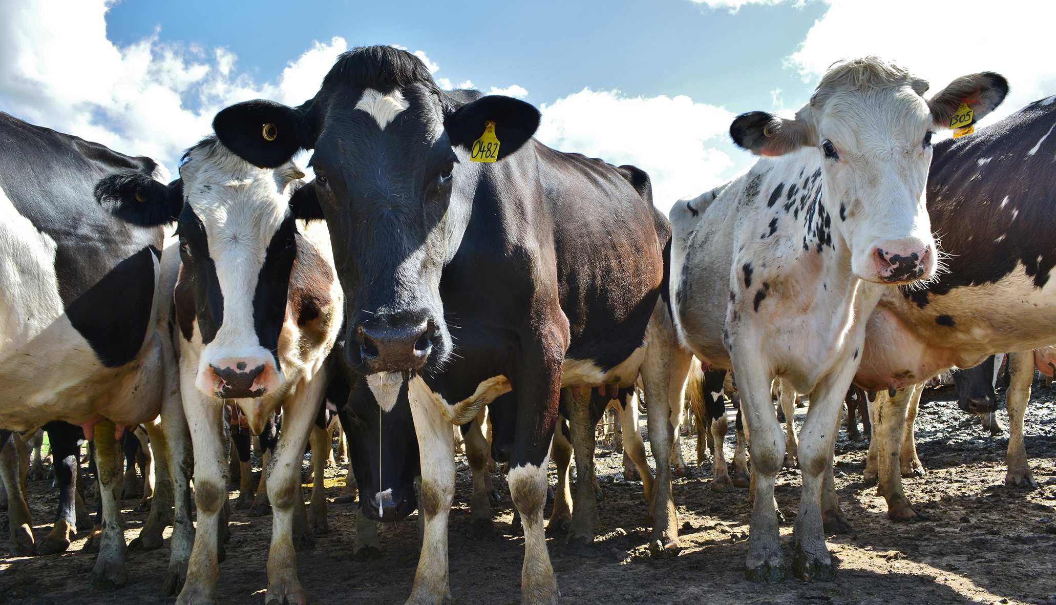 Four Corners Dairy farmers forced to sell up in face of plunging milk