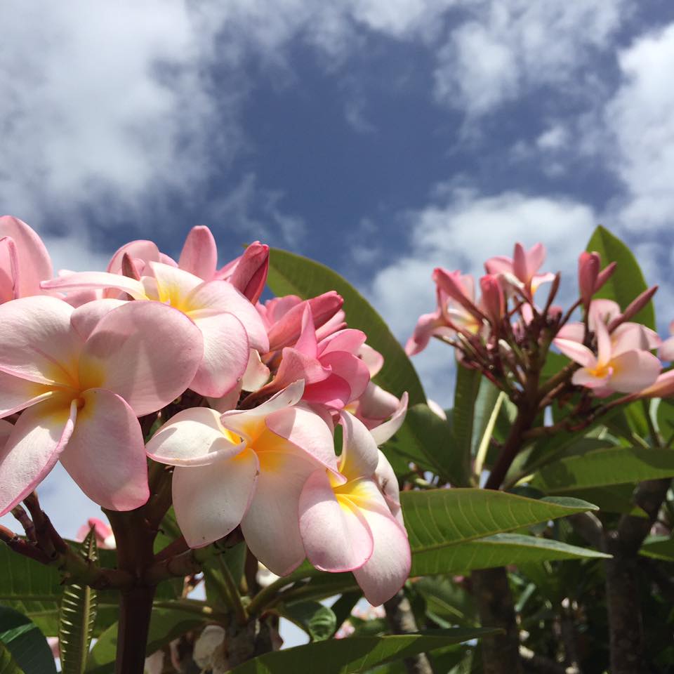 How to grow frangipani flowers and make their beauty last ABC News