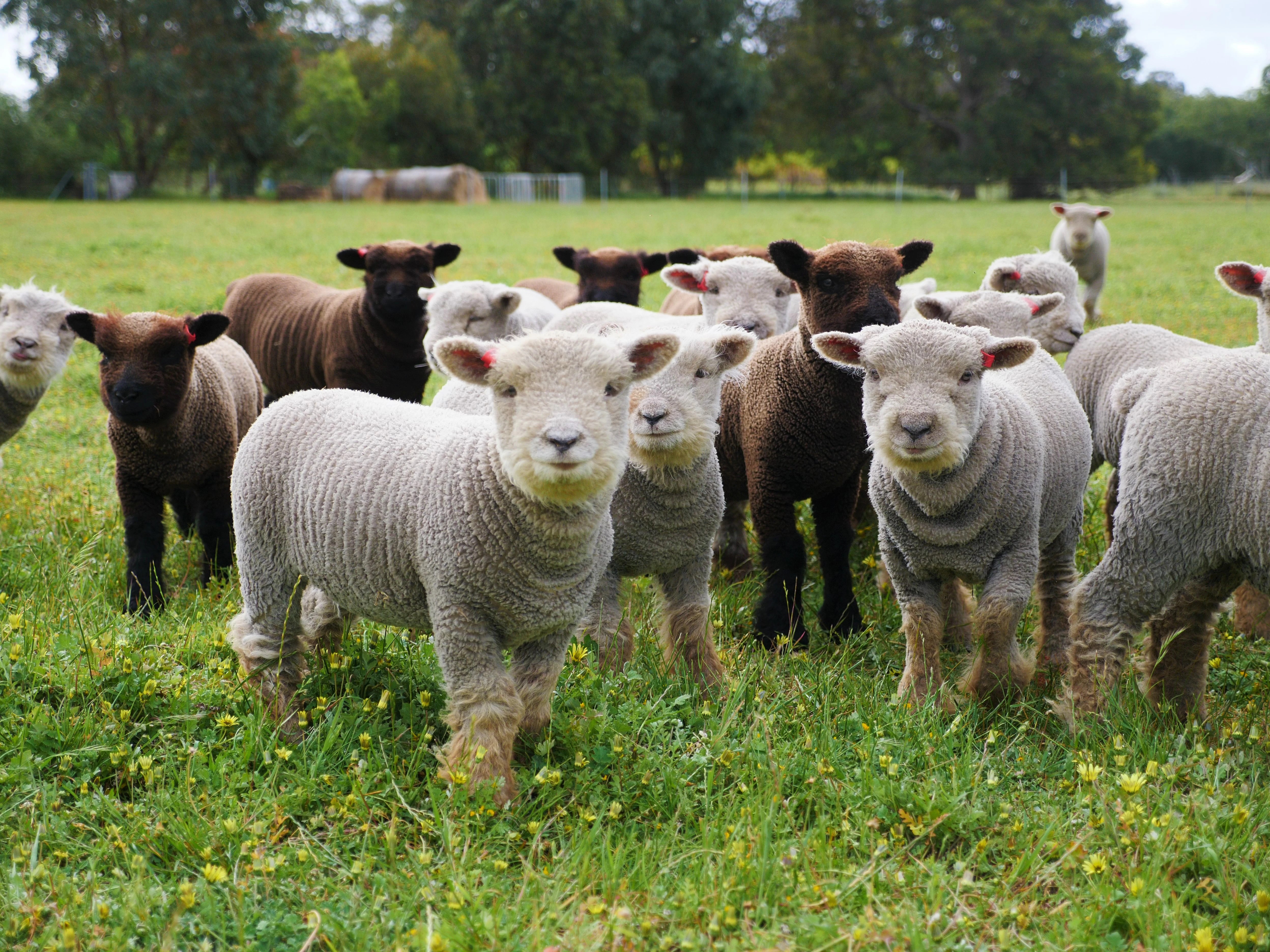 Babydoll Southdown sheep are soughtafter farm pets for their short