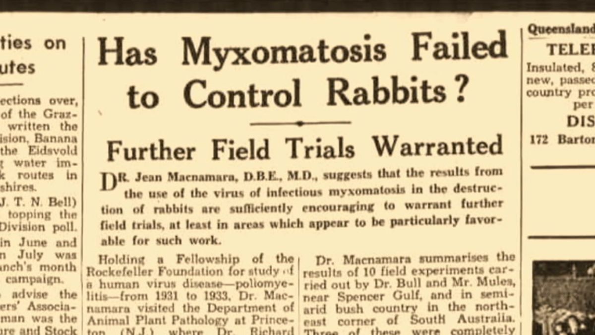 Before myxomatosis decimated feral rabbit populations, it was almost