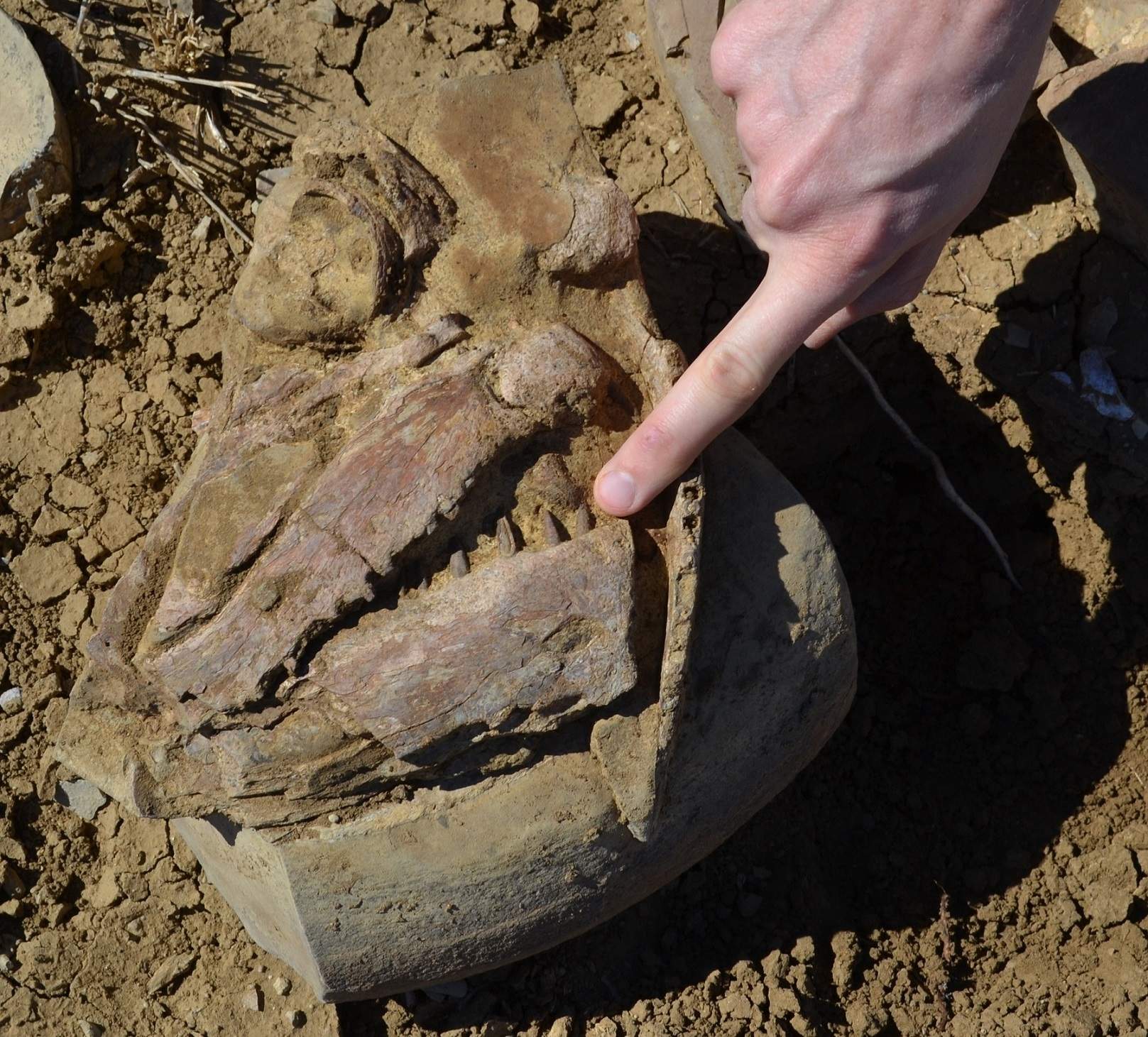 Fossils of 100millionyearold giant cooyoo fish found near Julia